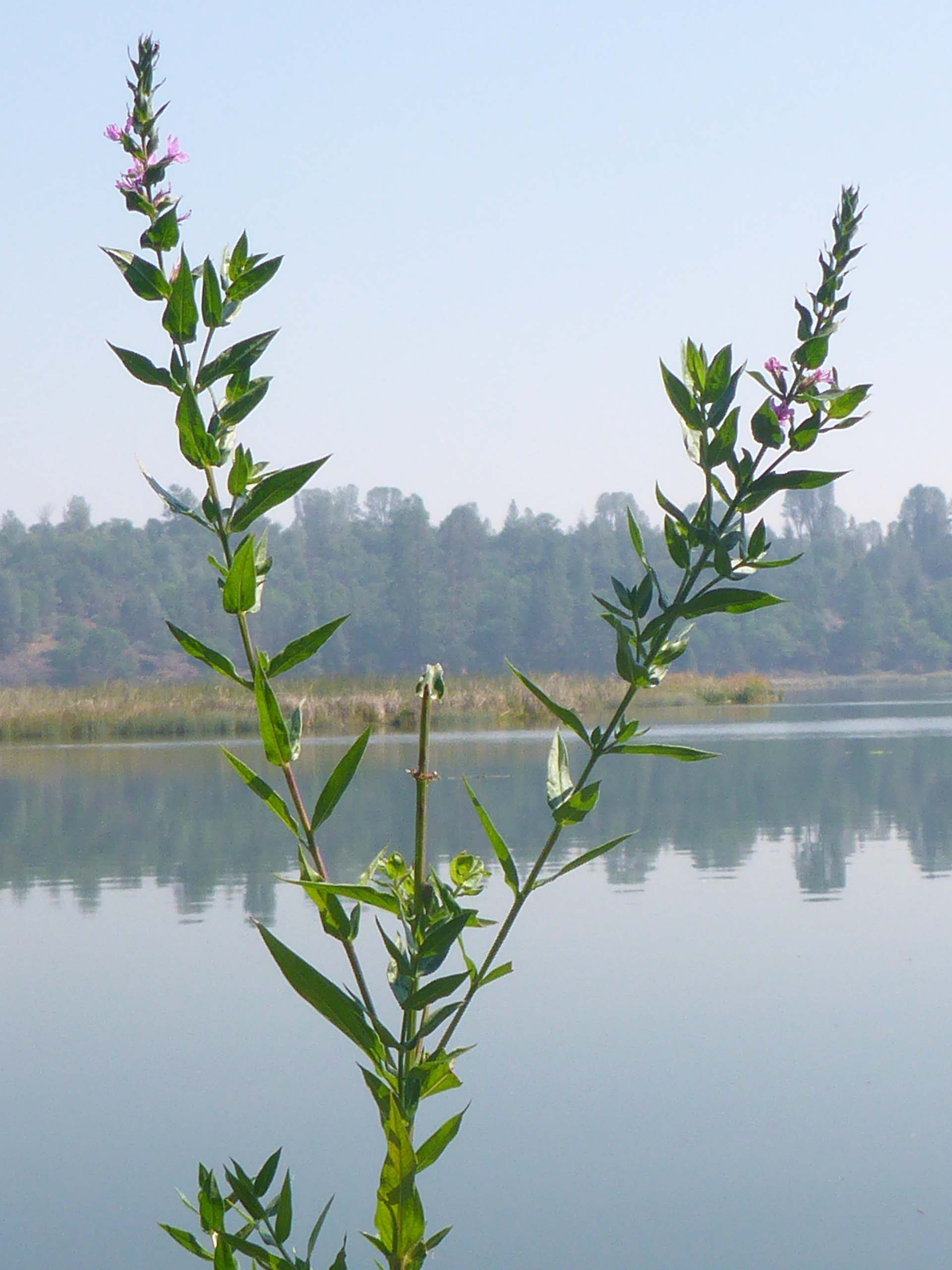 Purple loosestrife. D. Burk.