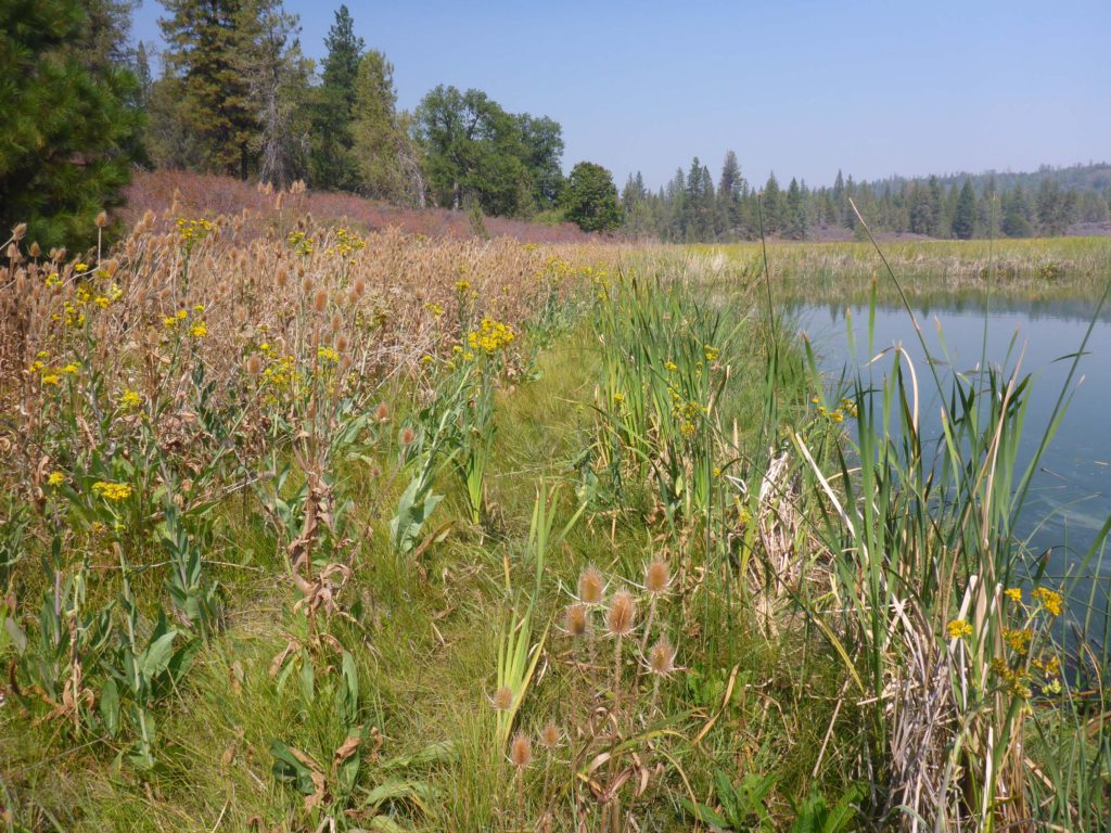 Trail around Crystal Lake. D. Burk.