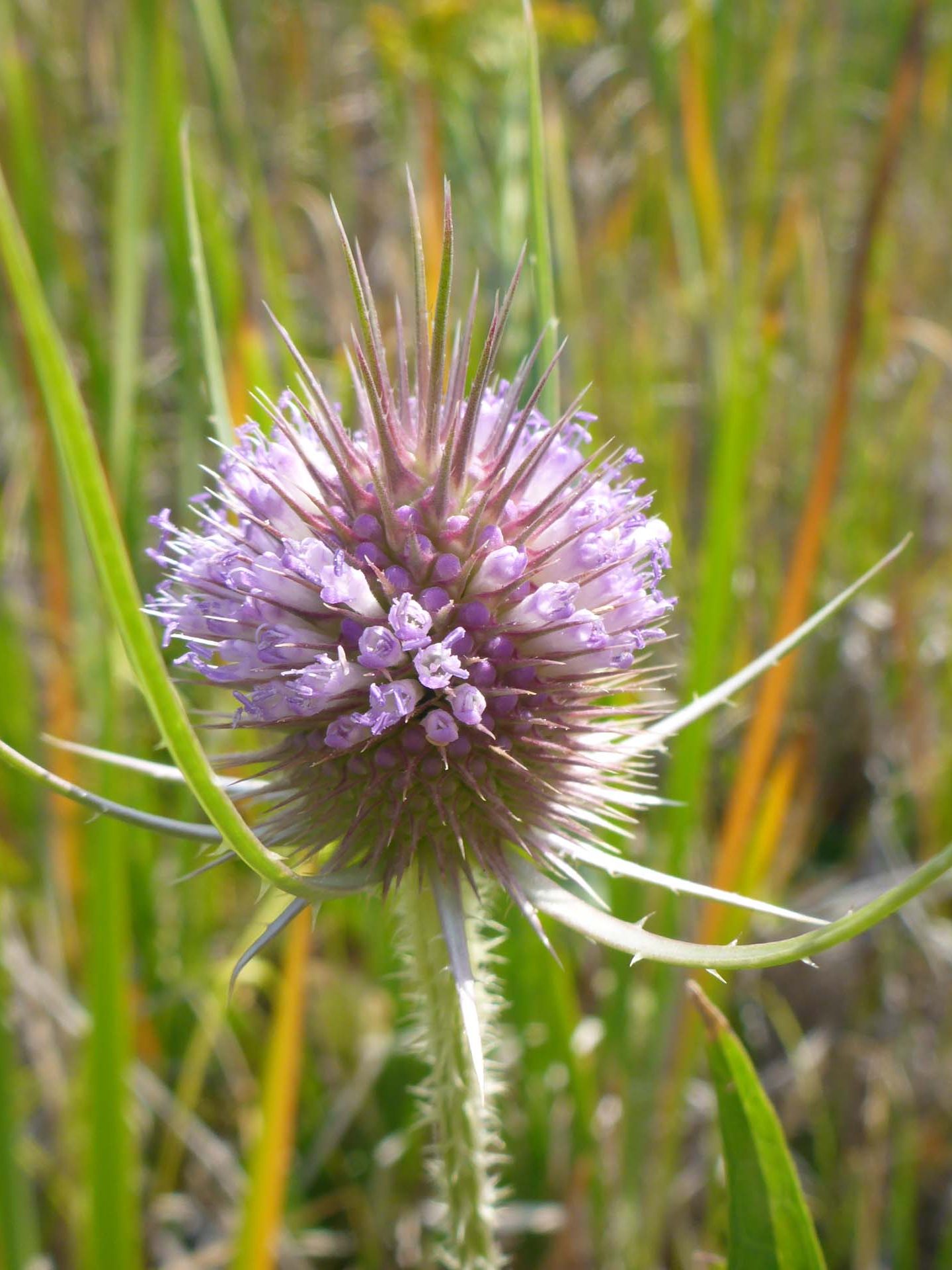 Wild teasel. D. Burk.