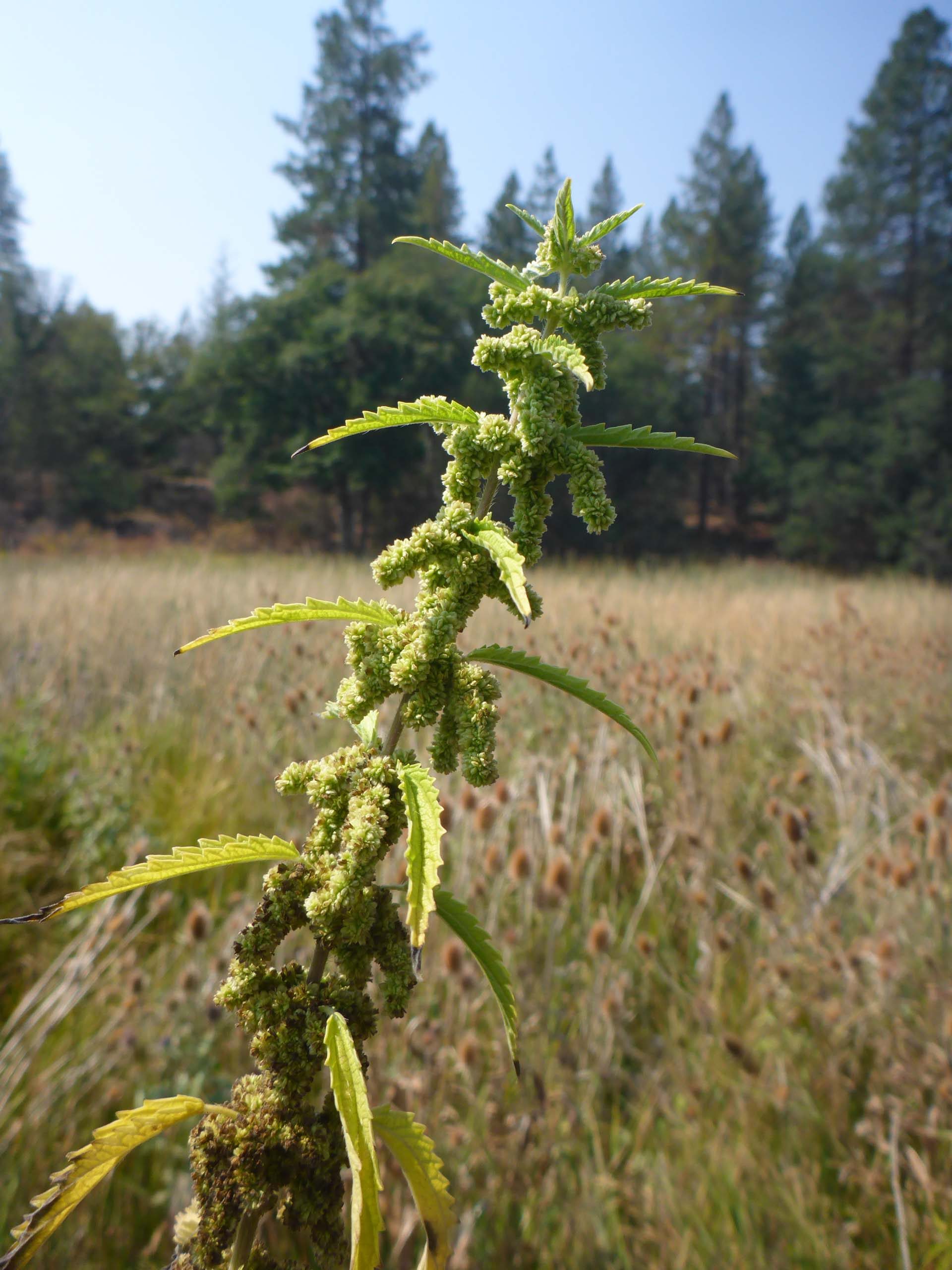 Stinging nettle. D. Burk.