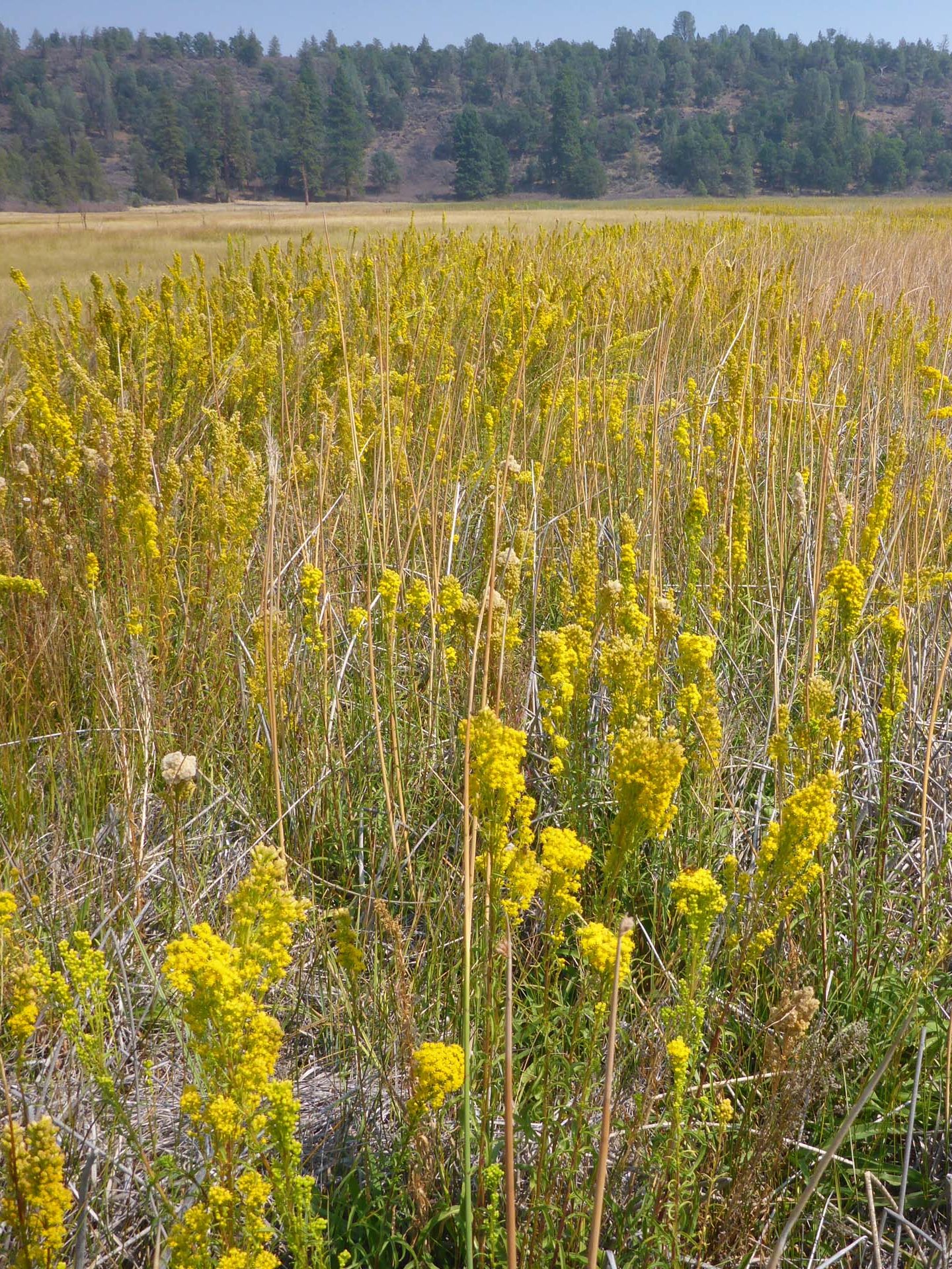 California goldenrod. D. Burk.