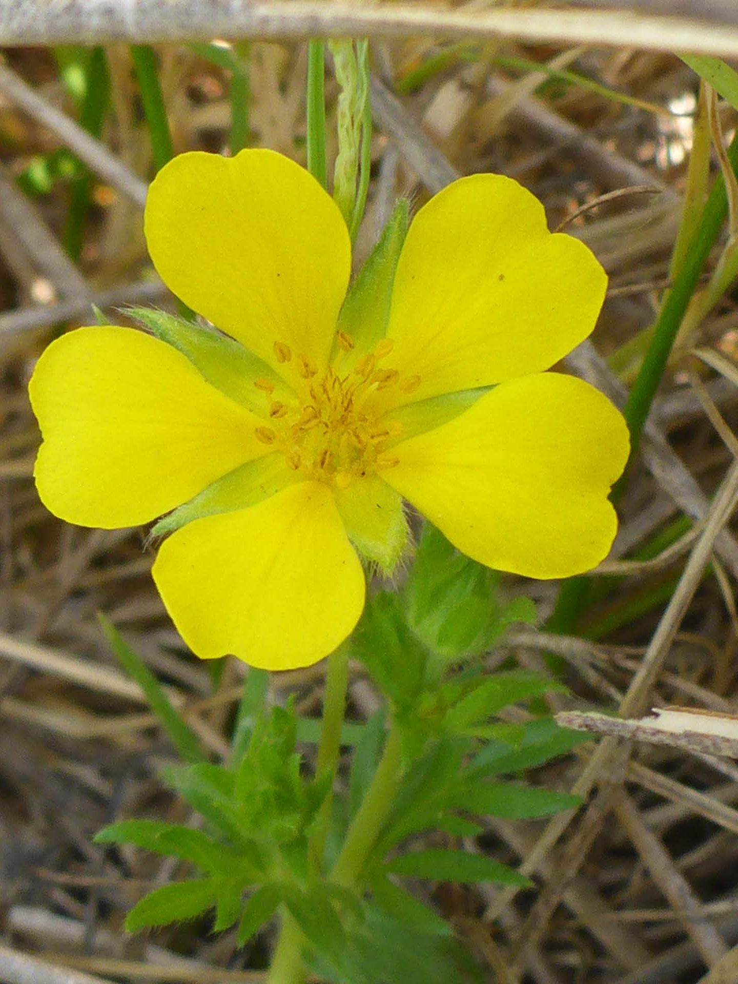 Cut-leaved cinquefoil. D. Burk.