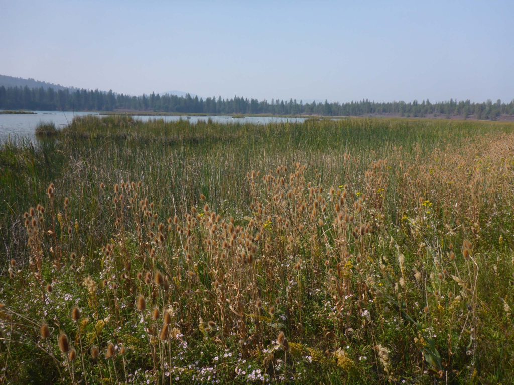 Crystal Lake and dense vegetation. D. Burk.