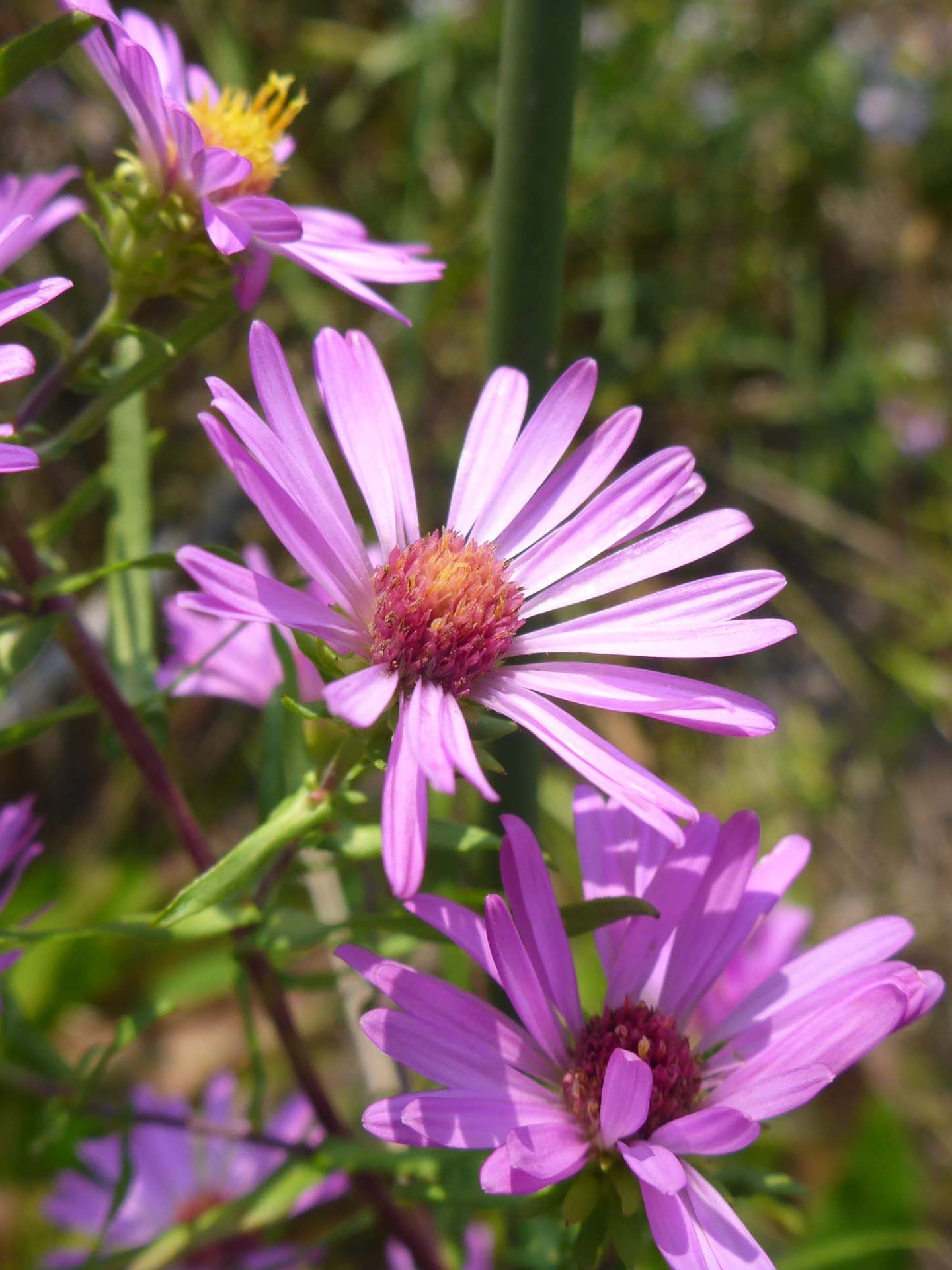 Brighter purple aster. D. Burk.