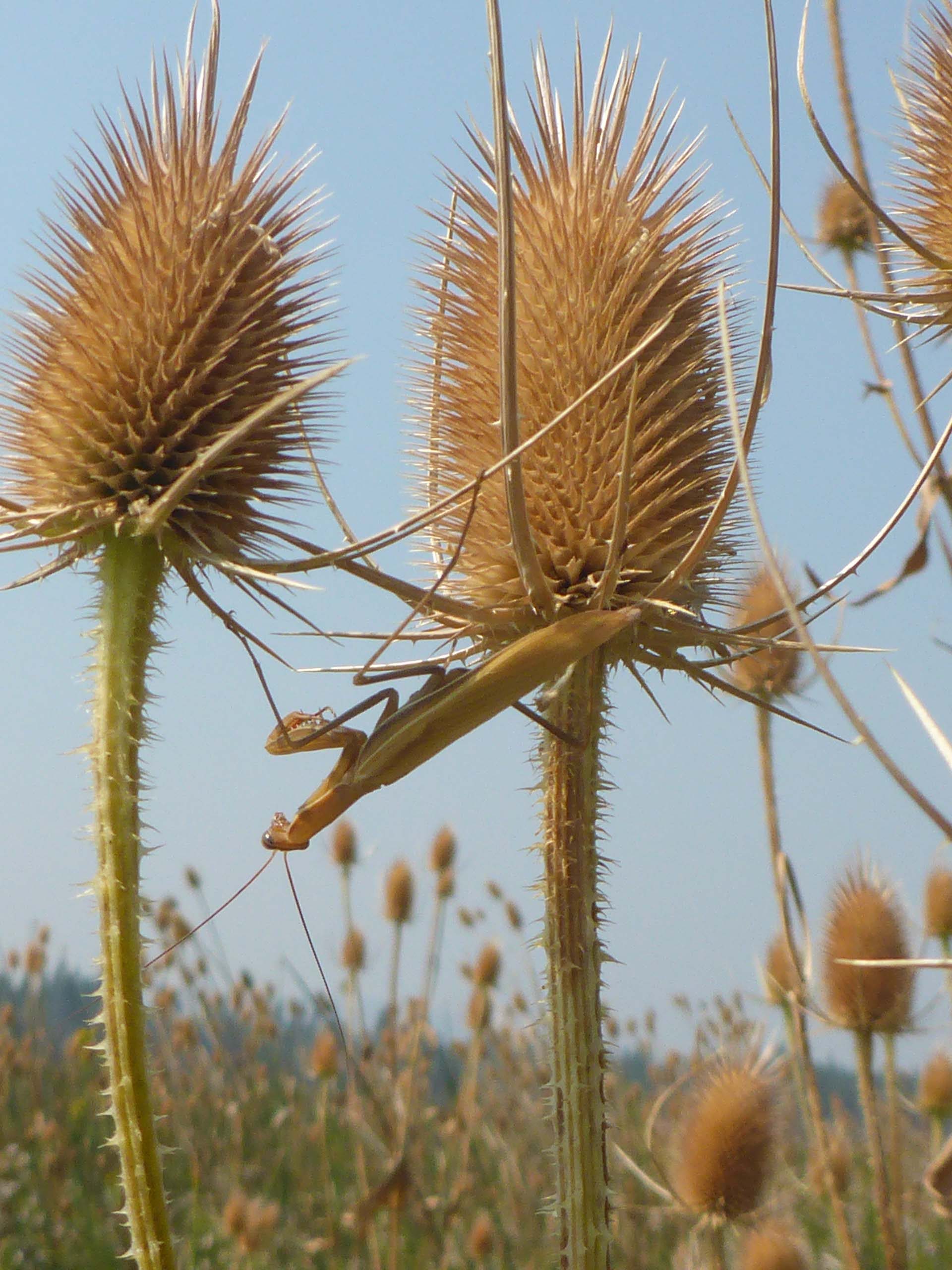 Non-native dried wild teasel seed heads and praying mantis. D. Burk.