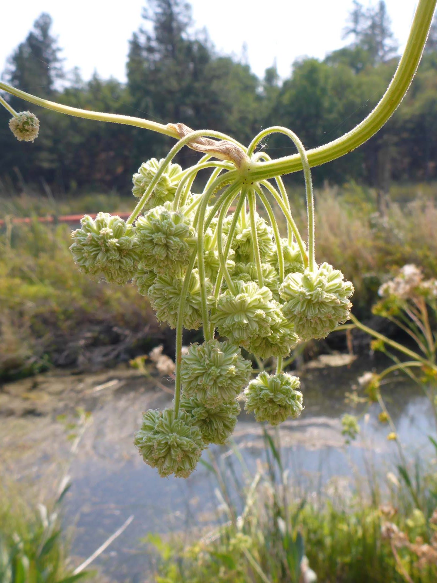 Swamp whiteheads fruits. D. Burk.