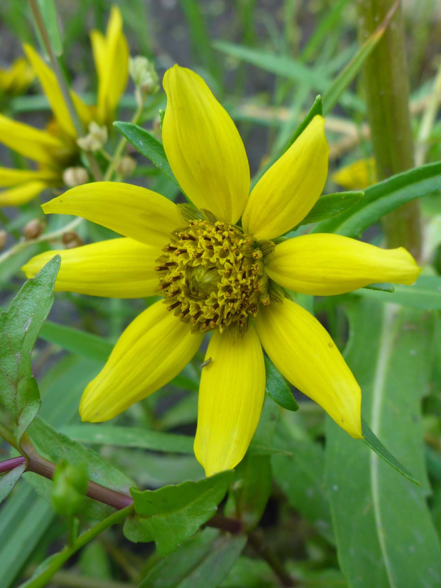 Nodding bur-marigold close-up. D. Burk.