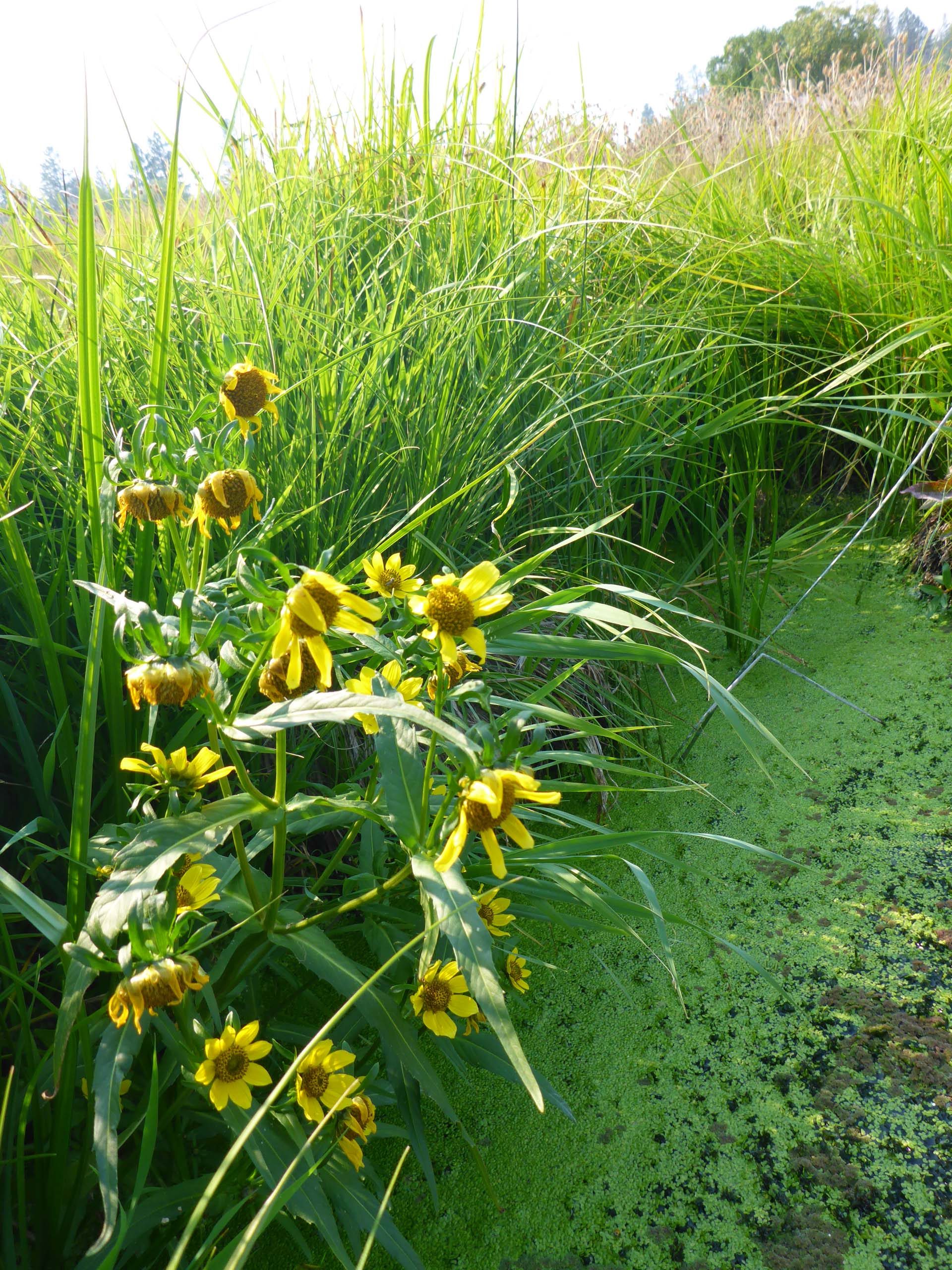 Nodding bur-marigold. D. Burk.