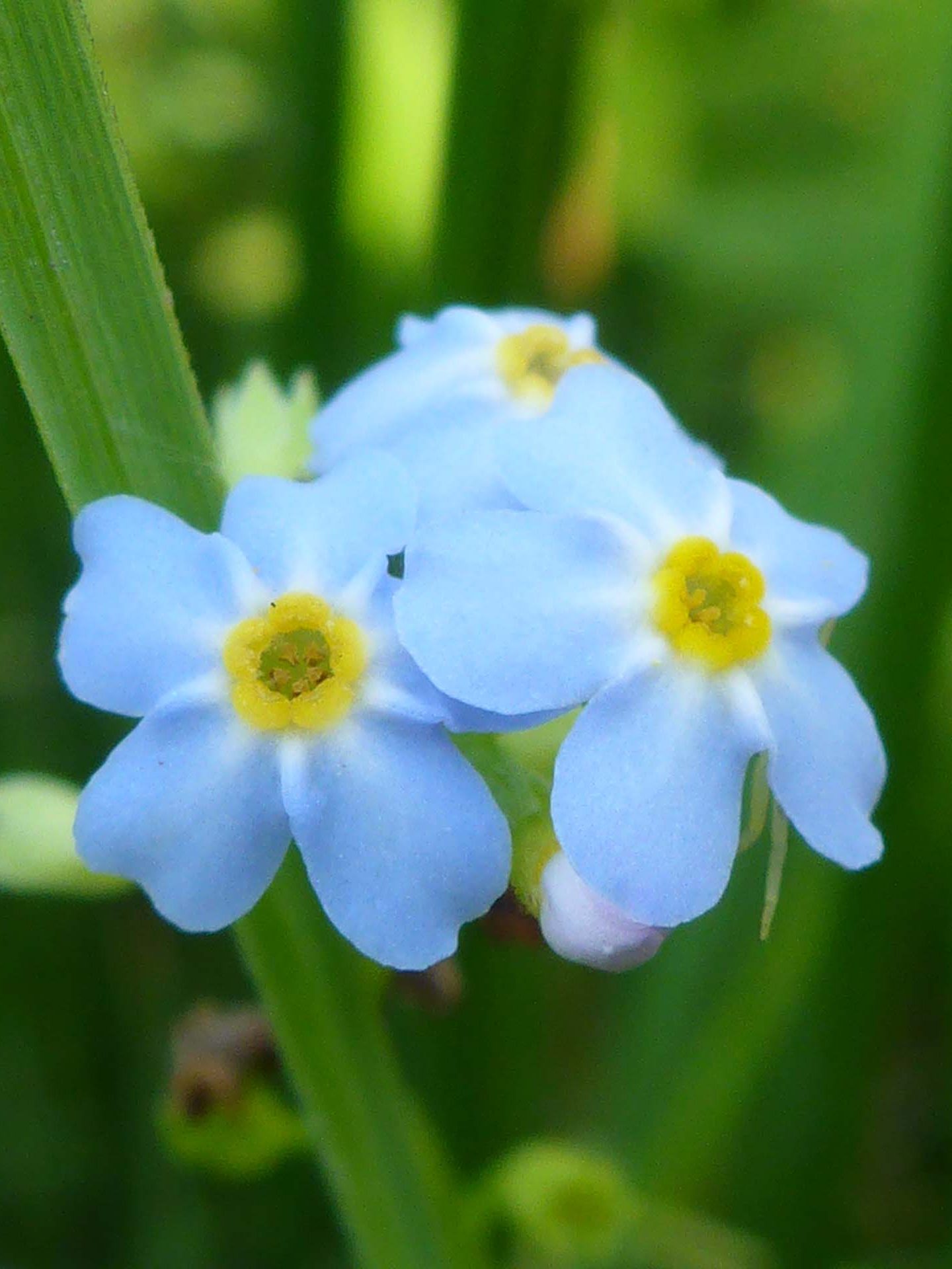 Forget-me-not (probably) close-up. D. Burk.