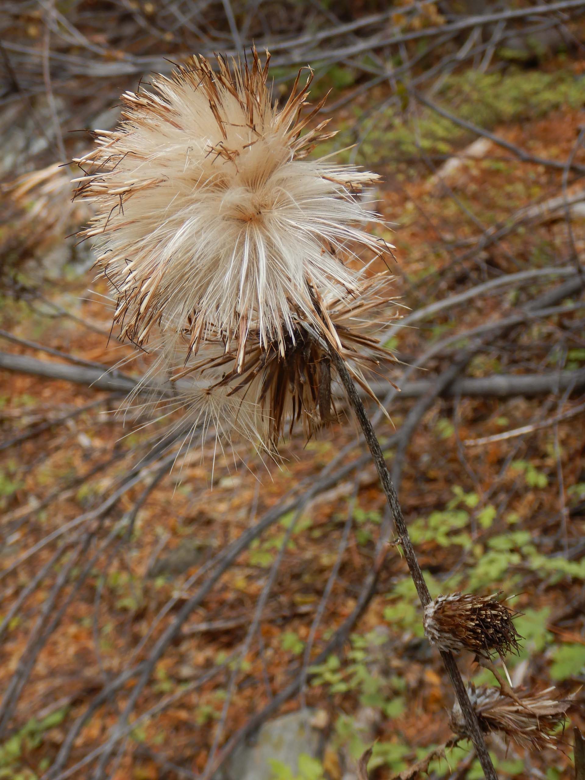 Anderson's thistle in seed. D. Burk.