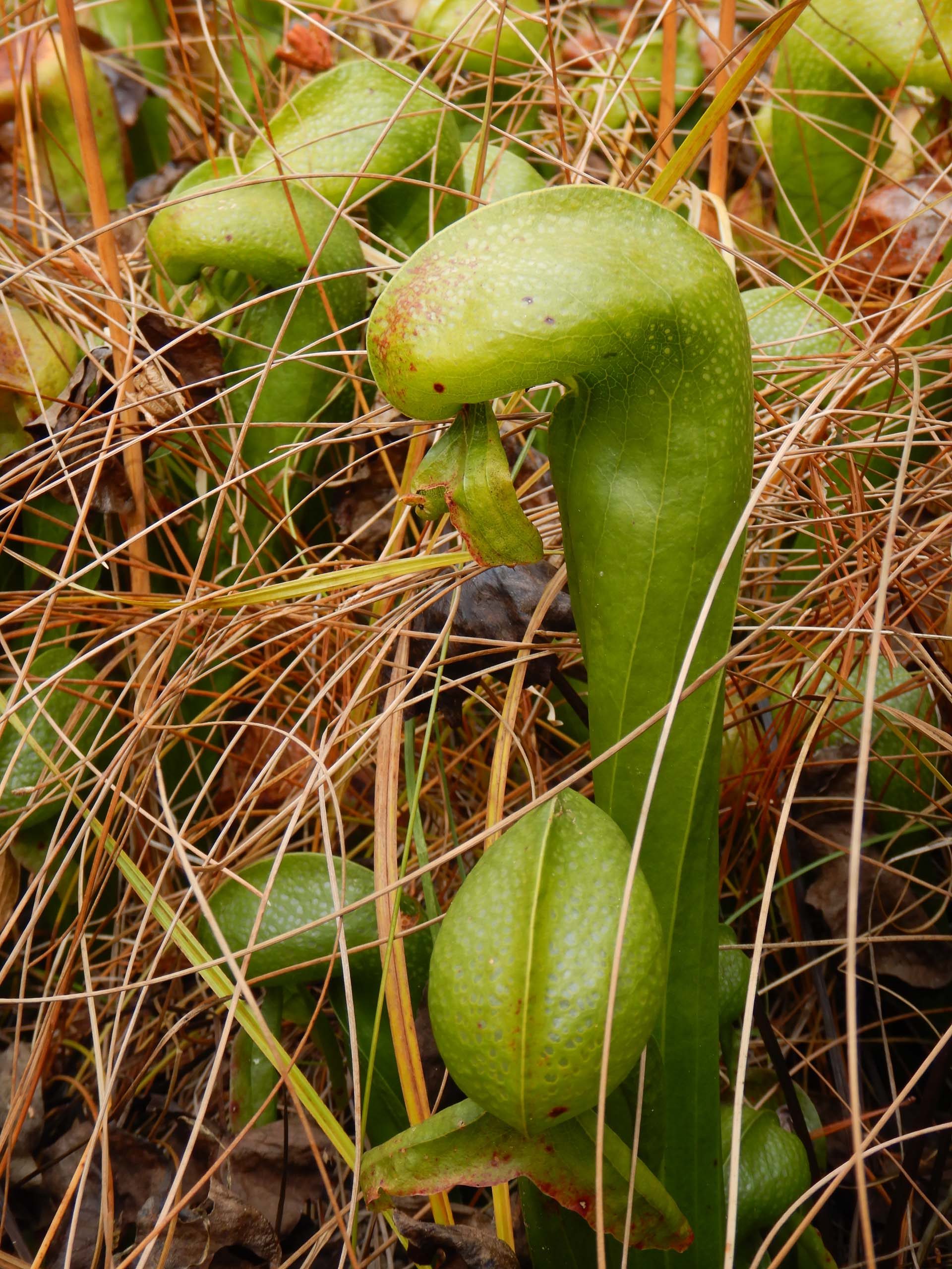 California pitcher plant. D. Burk.
