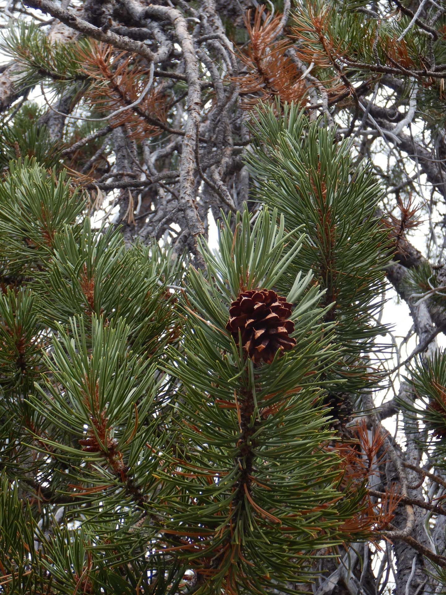 Lodgepole pine with cone. D. Burk.