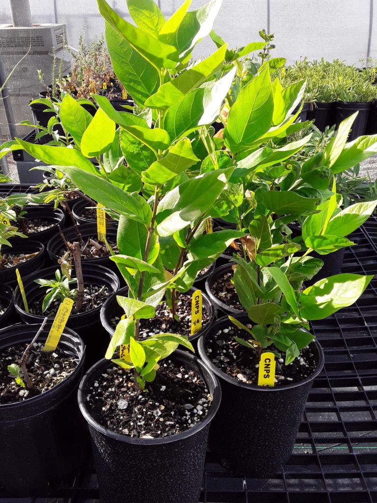 Spicebush seedlings. M. Widdowson.