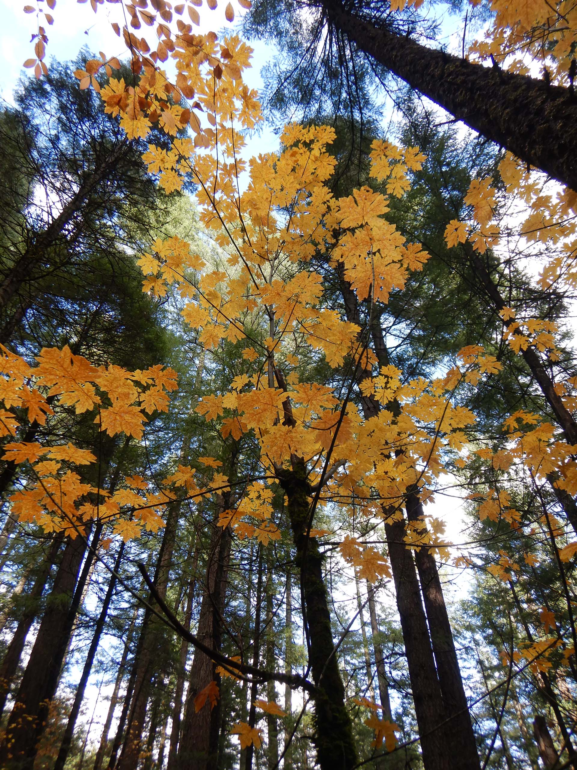 Big-leaved maple. D. Burk.