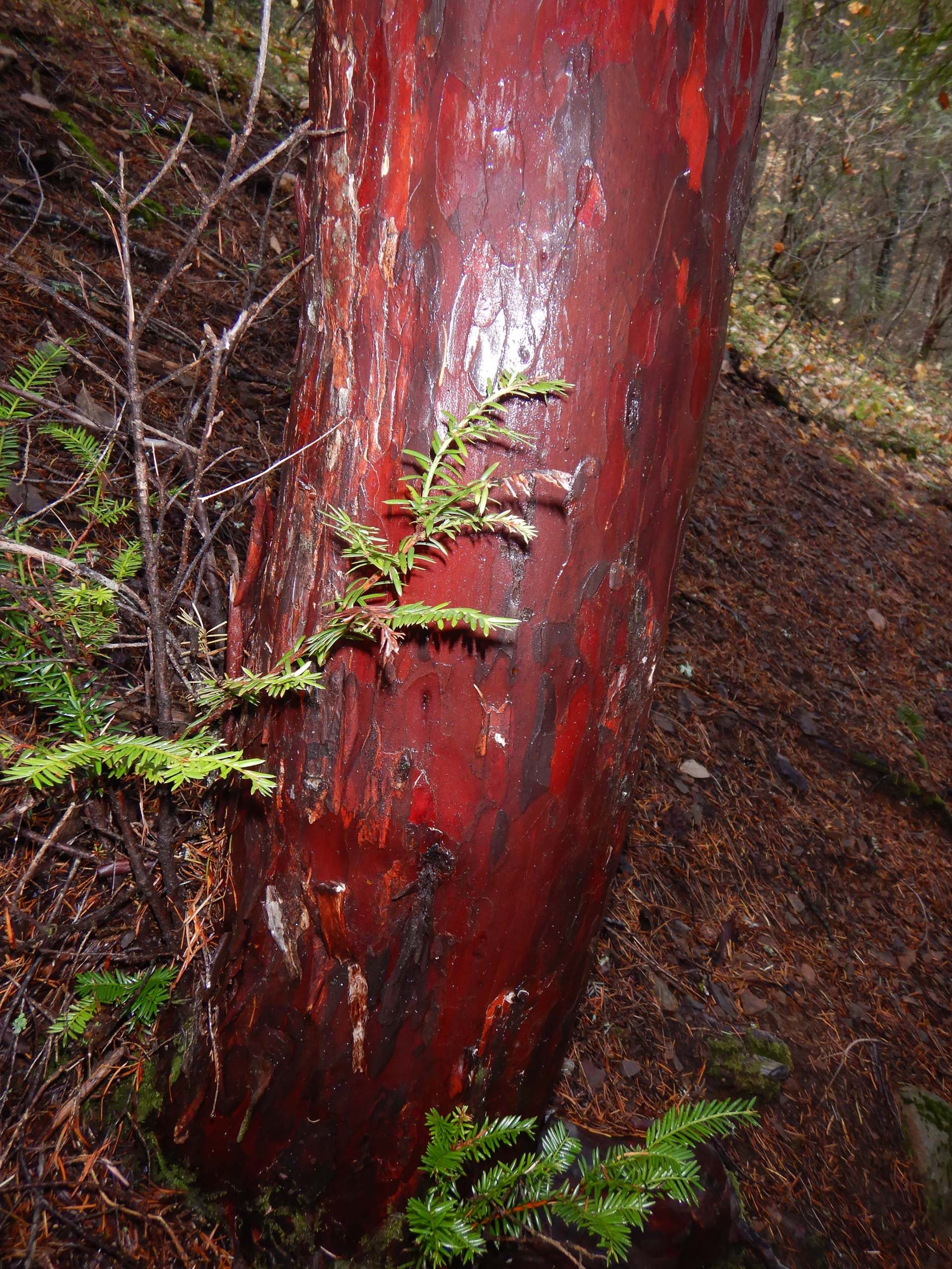 Pacific yew bark. D. Burk.