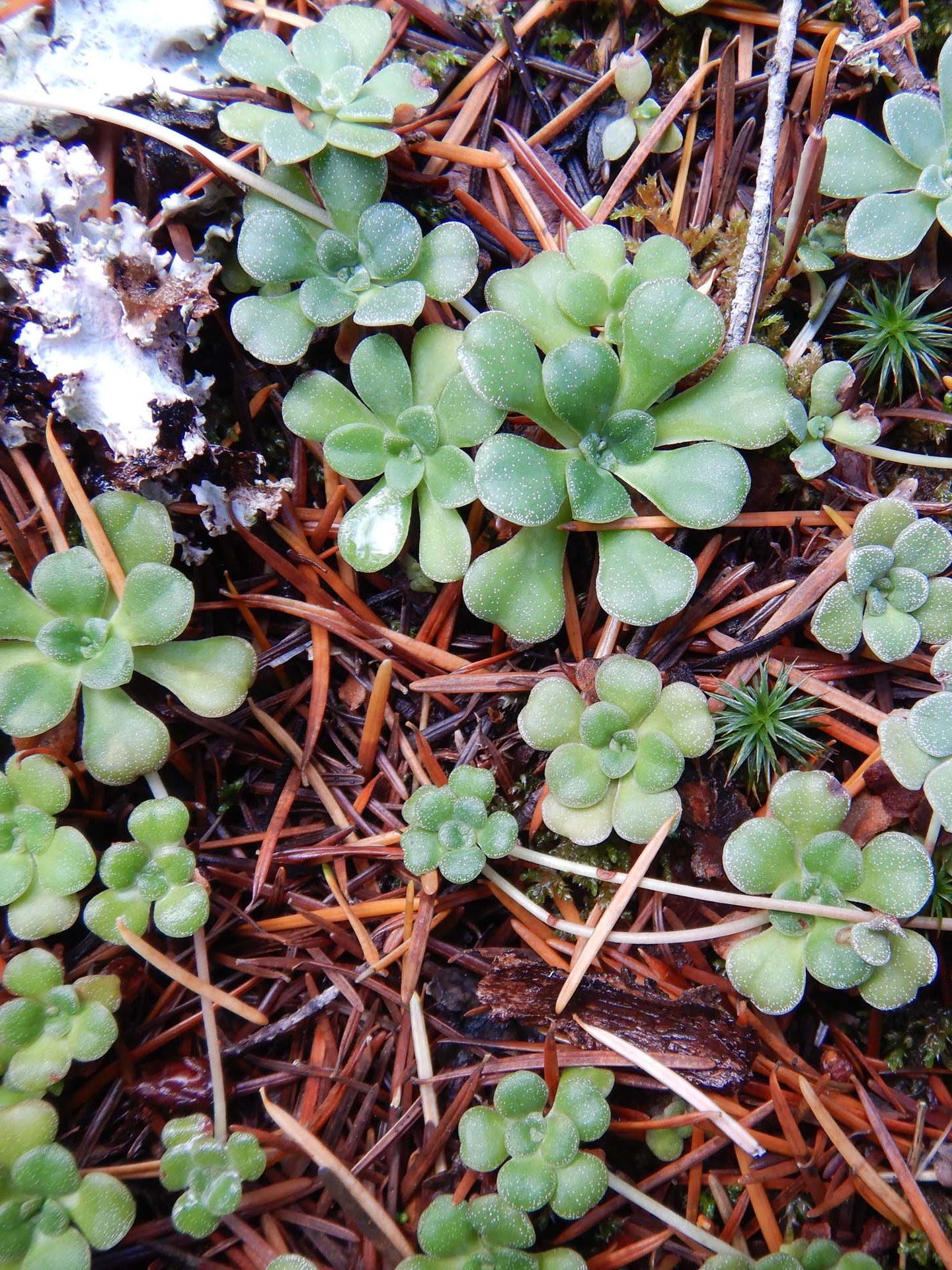 Stonecrop. D. Burk.