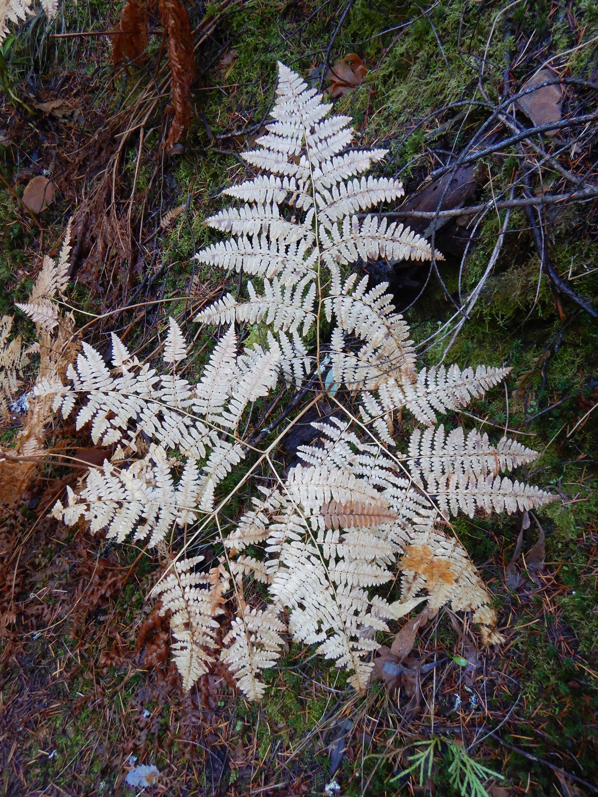 Western bracken fern. D. Burk.