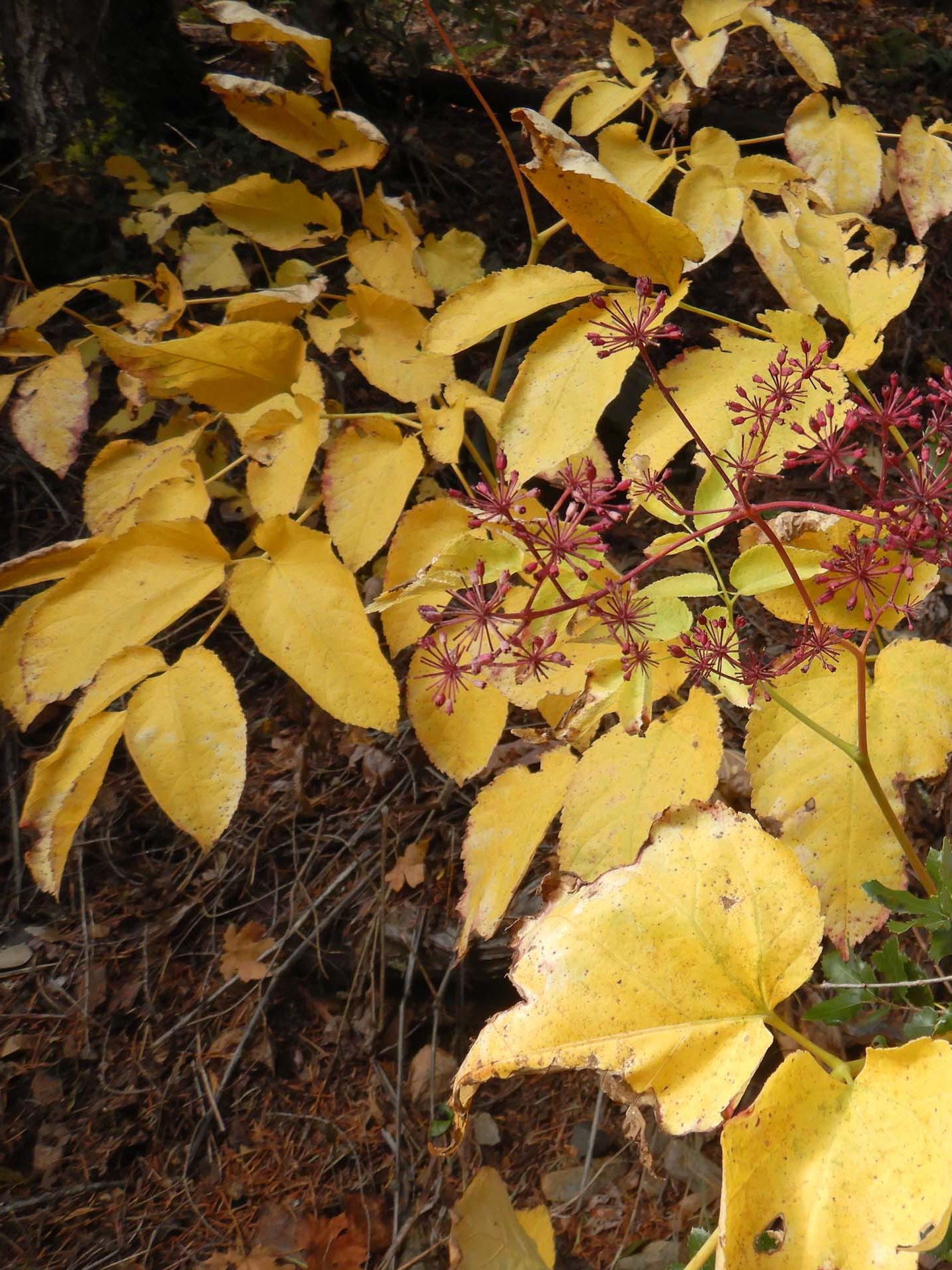 California spikenard. D. Burk.