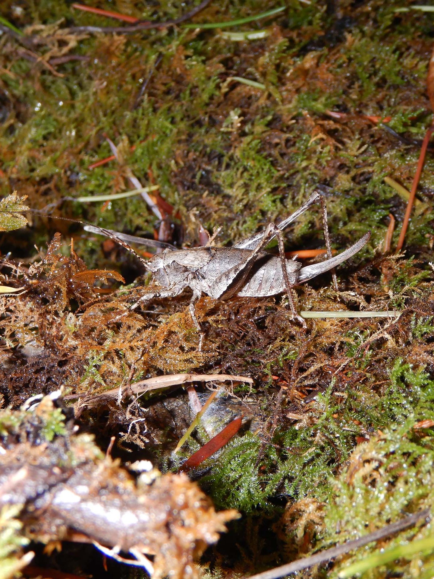 Perhaps a sheildback katydid. D. Burk.