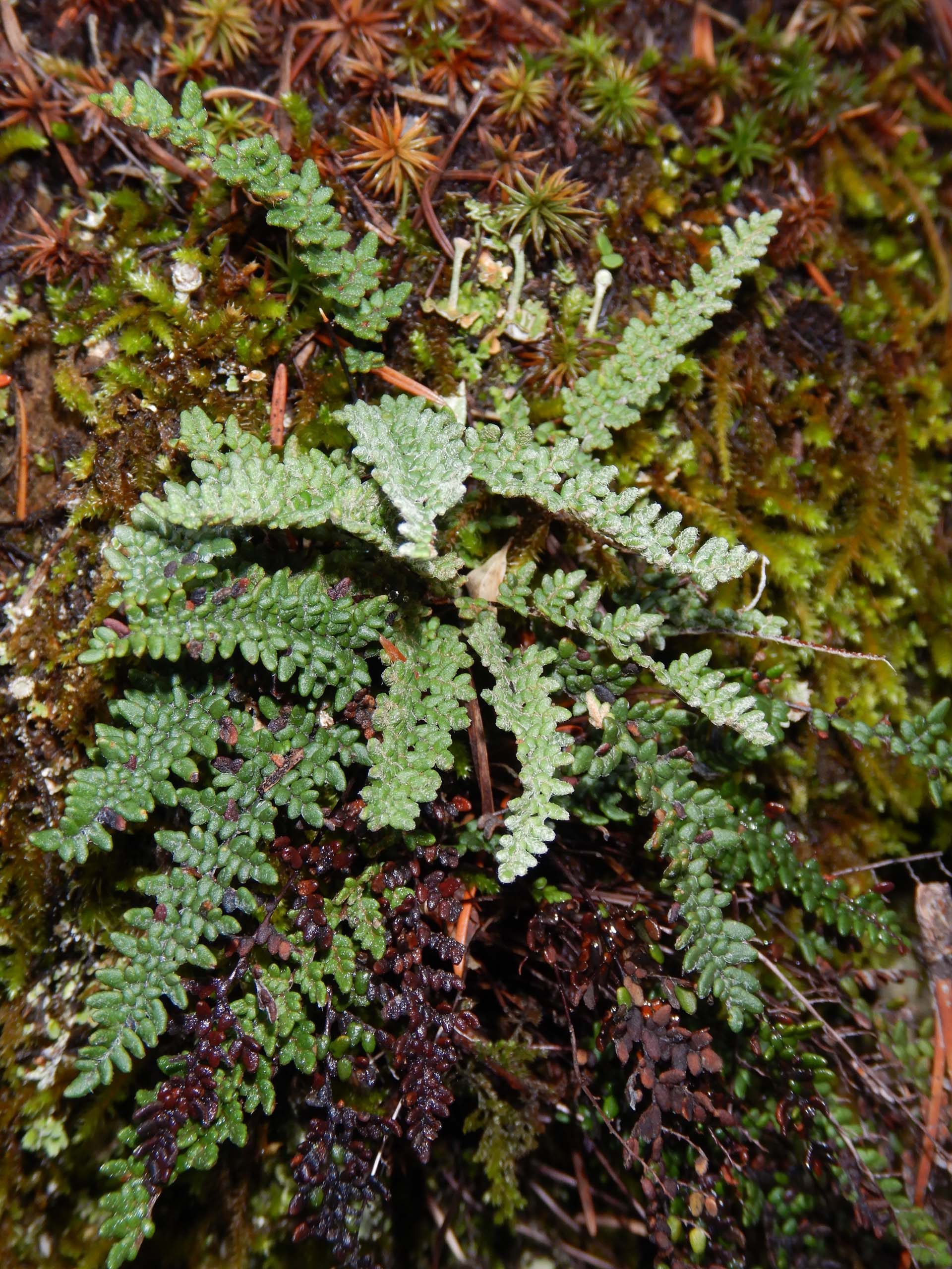 Lace lip fern. D. Burk.