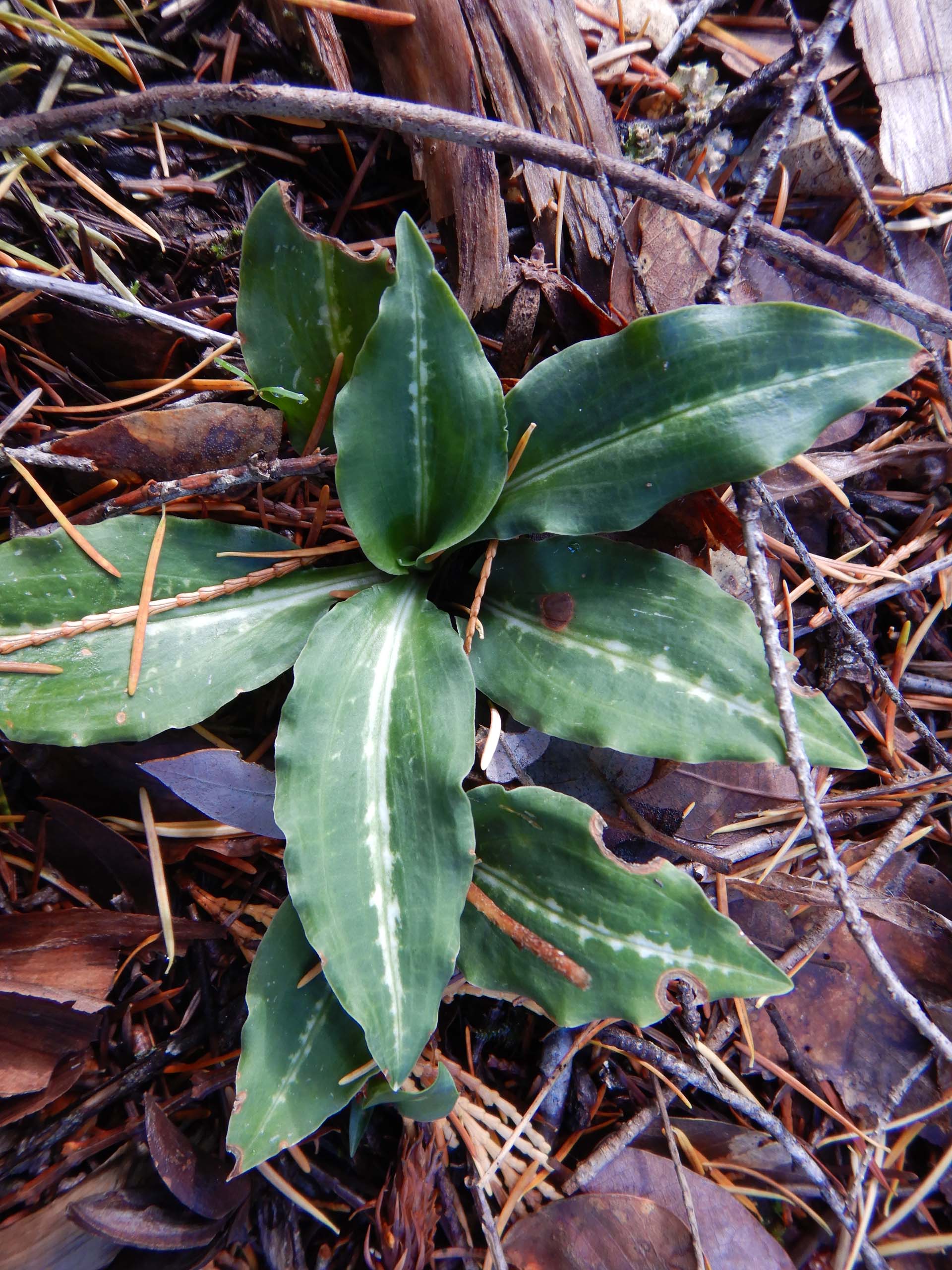 Rattlesnake orchid. D. Burk.