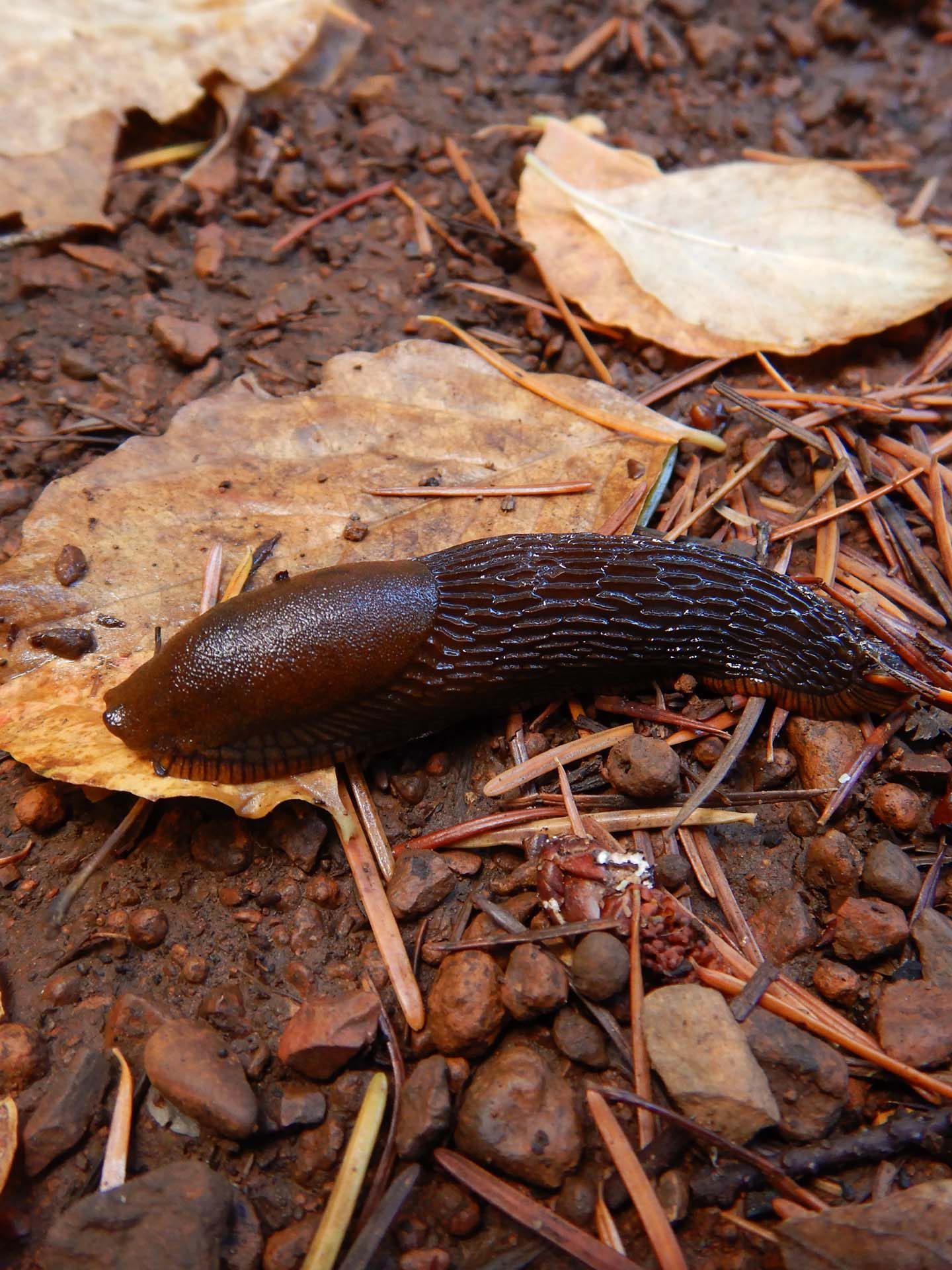 Arion slug, perhaps. D. Burk.