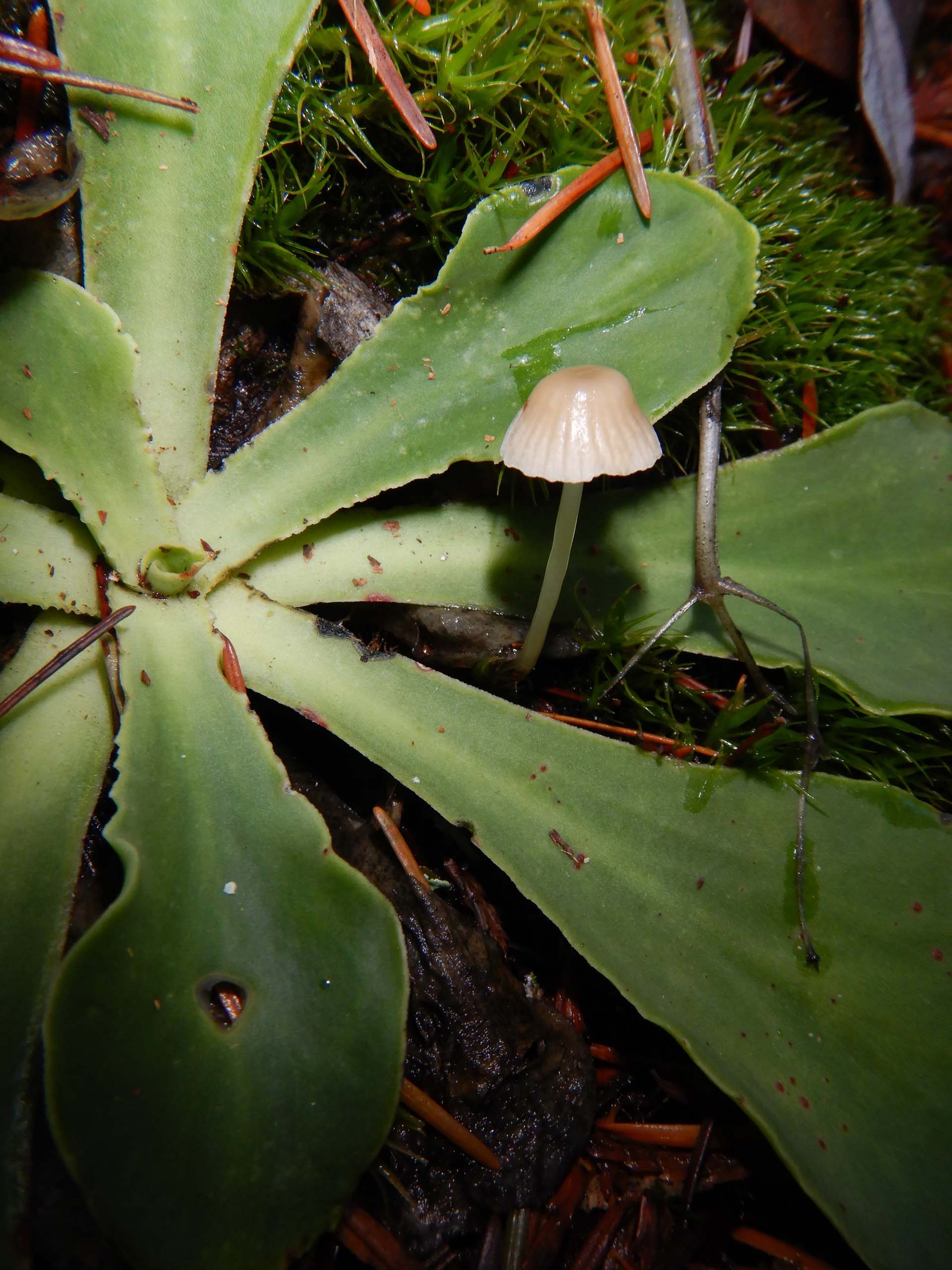 Howell's lewisia and mushroom. D. Burk.