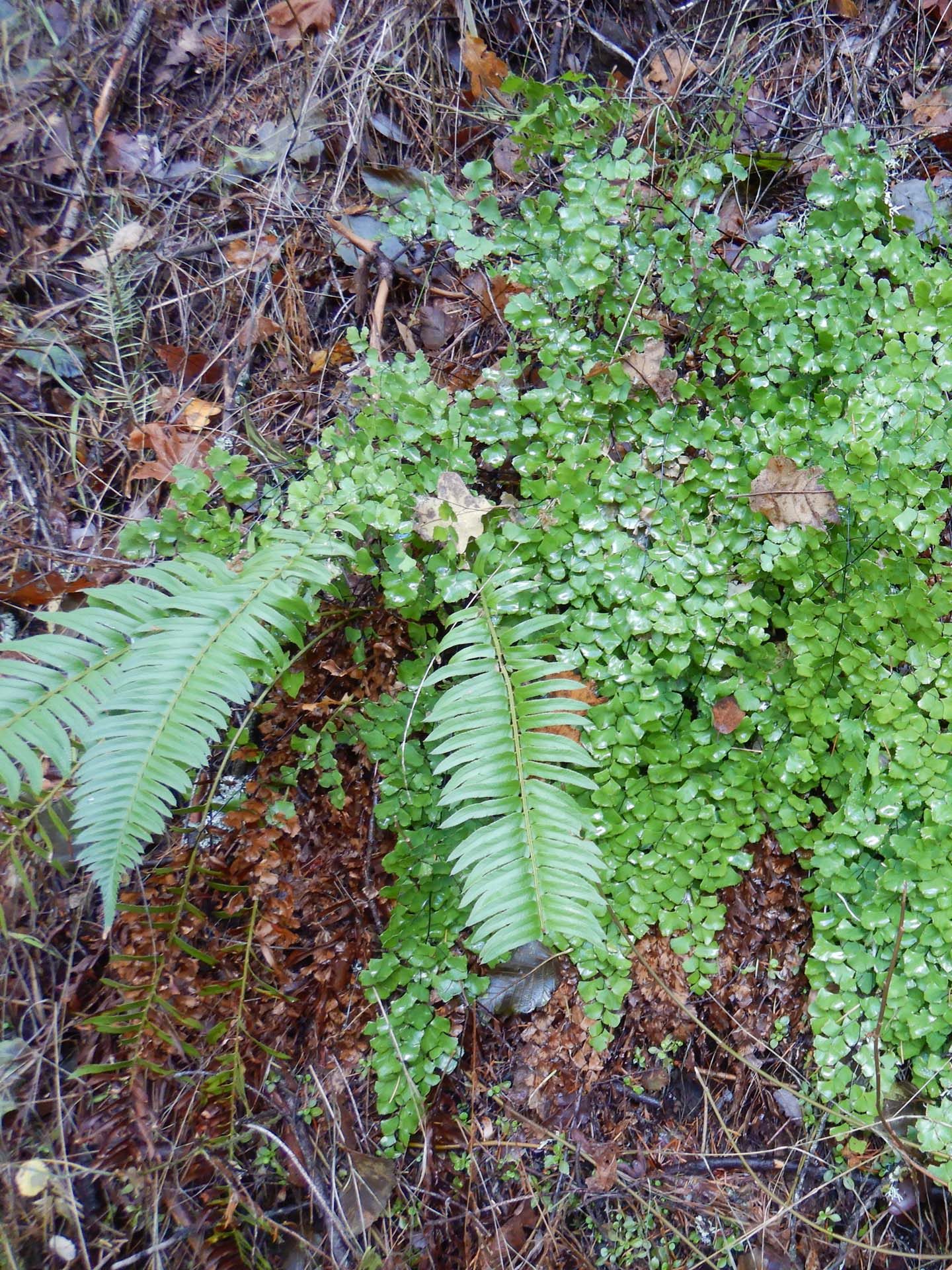 Shasta maidenhair fern and sword fern. D. Burk.