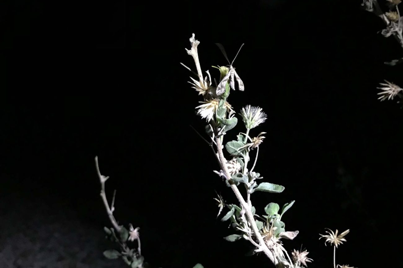 Moth on brickellia. S. Libonati-Barnes.