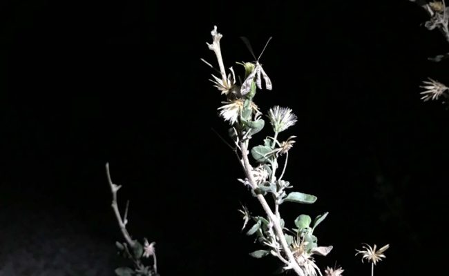 Moth on brickellia. S. Libonati-Barnes.