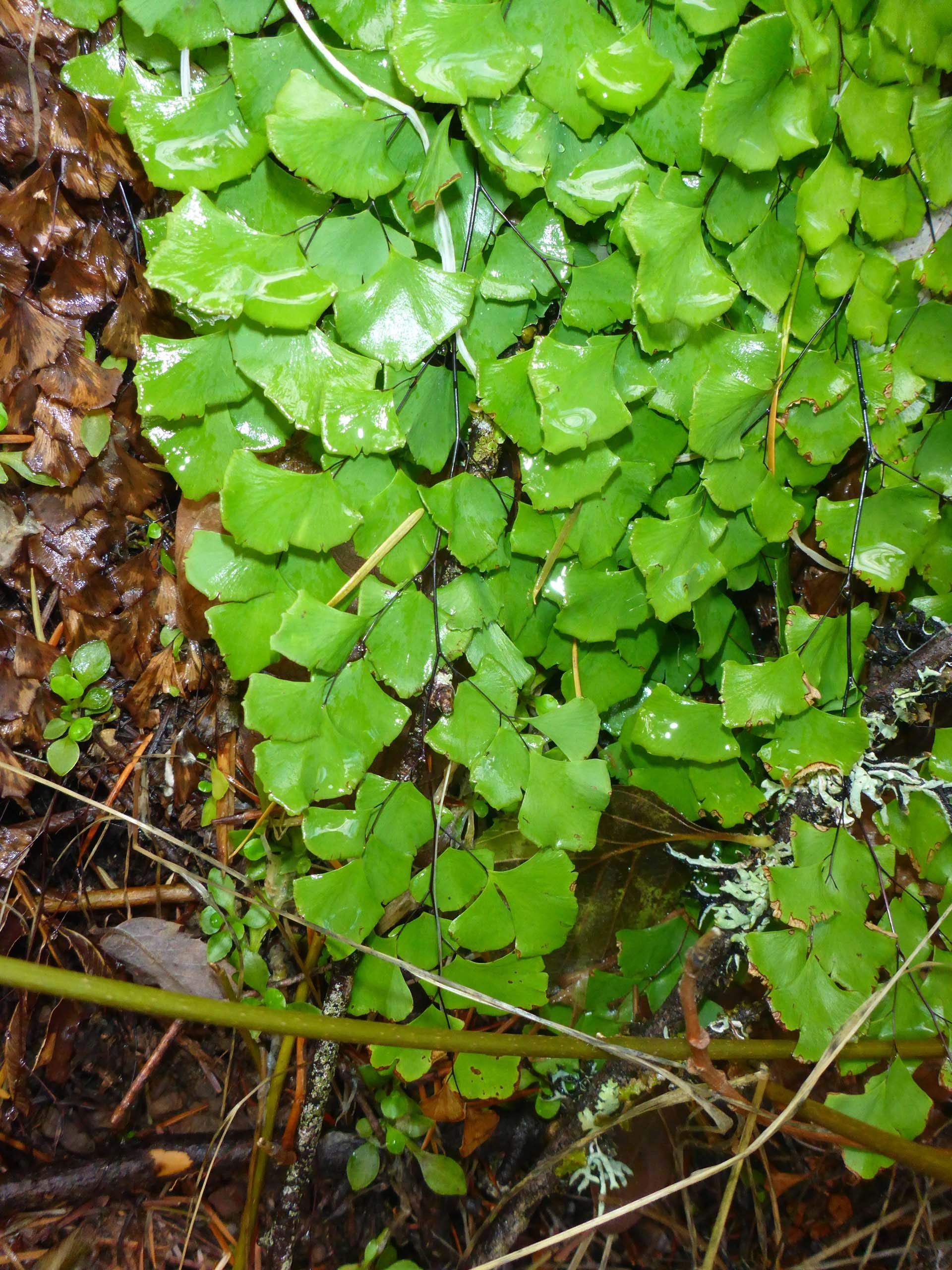 Shasta maidenhair fern. D. Burk.