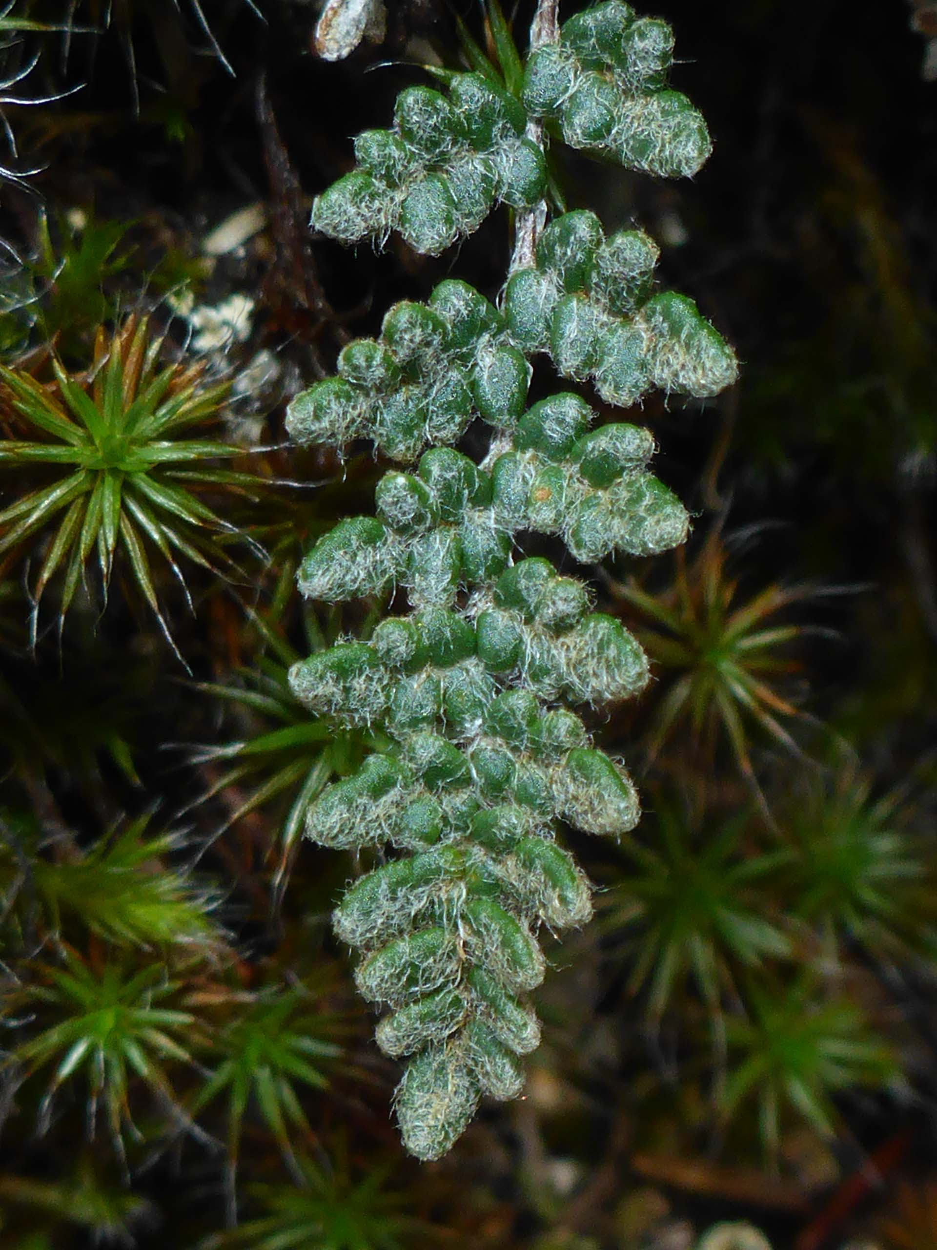 Lace lip fern frond close-up. D. Burk.