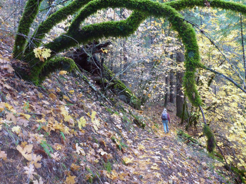 Canyon live oaks. D. Burk.