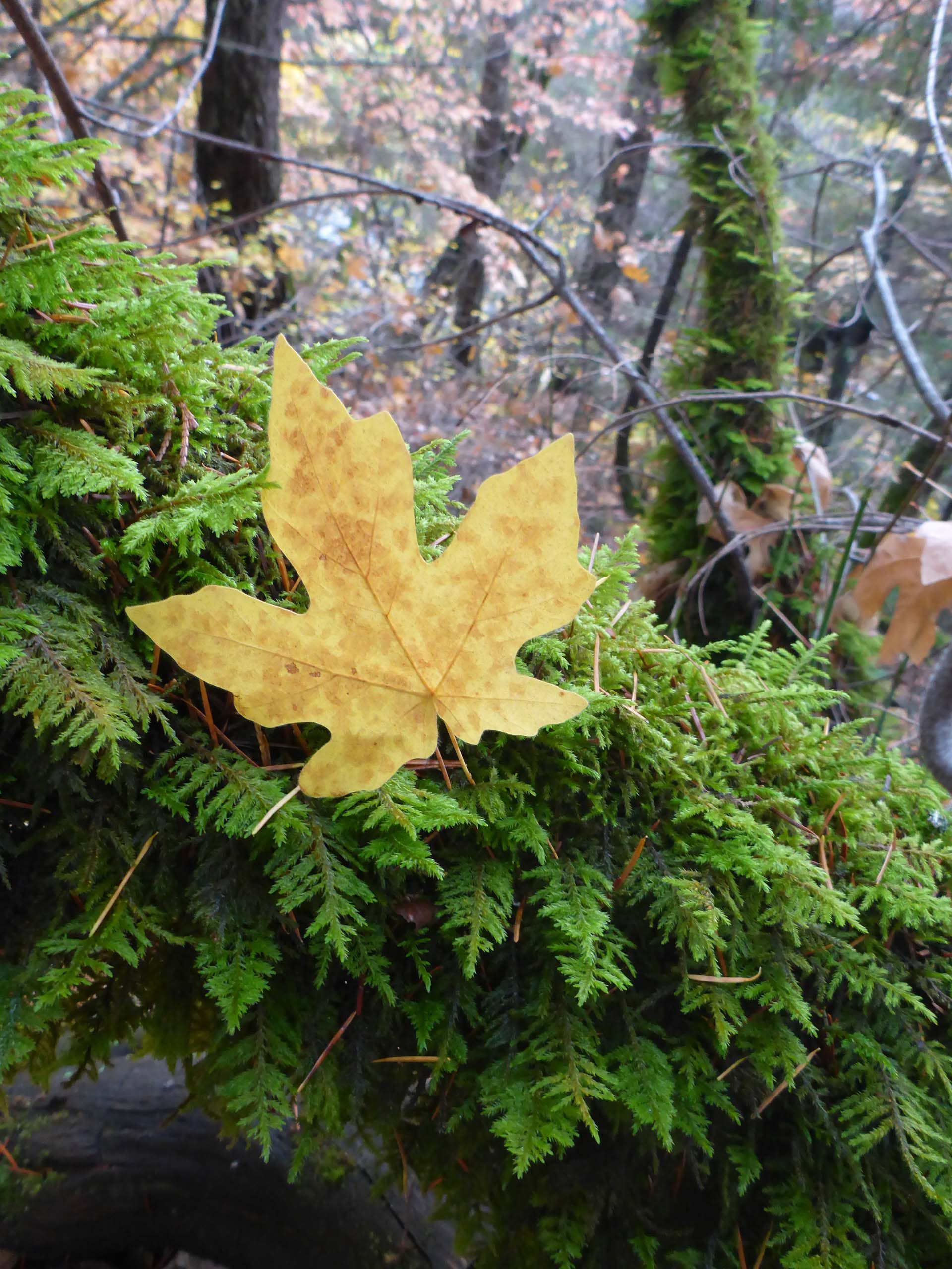 Big-leaved maple leaf. D. Burk.