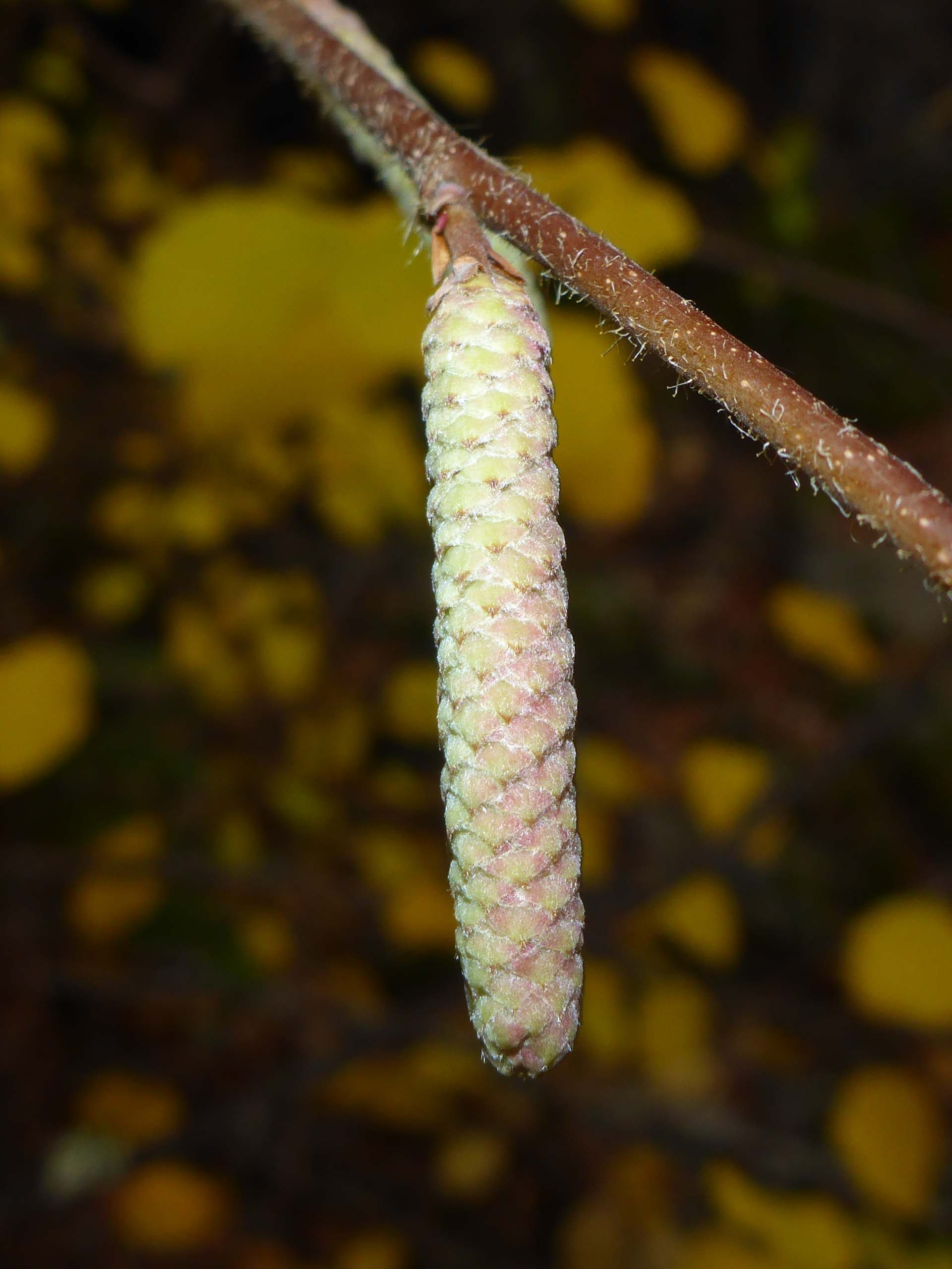 Male catkin of California hazelnut. D. Burk.