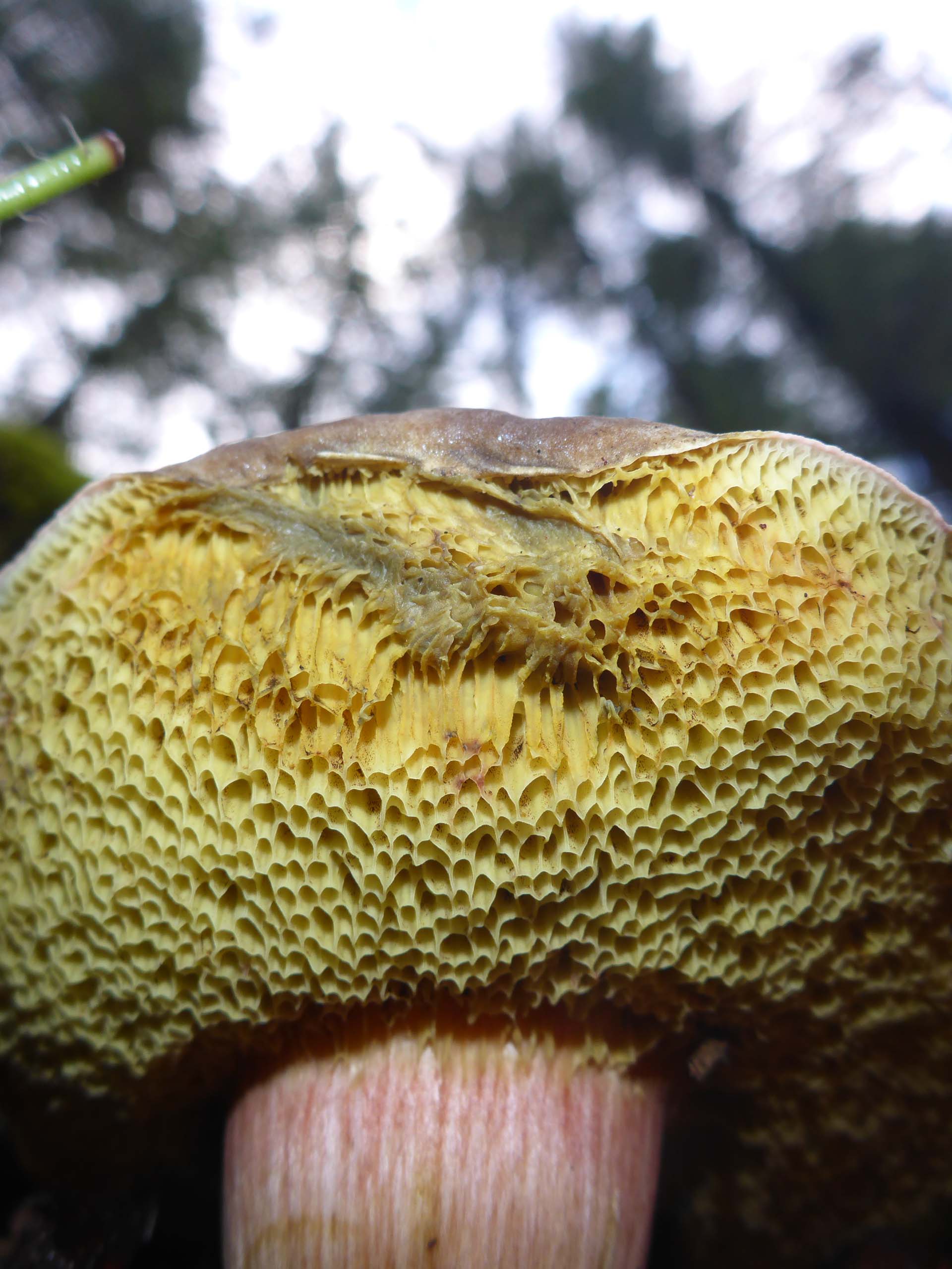 Zeller's bolete pores. D. Burk.