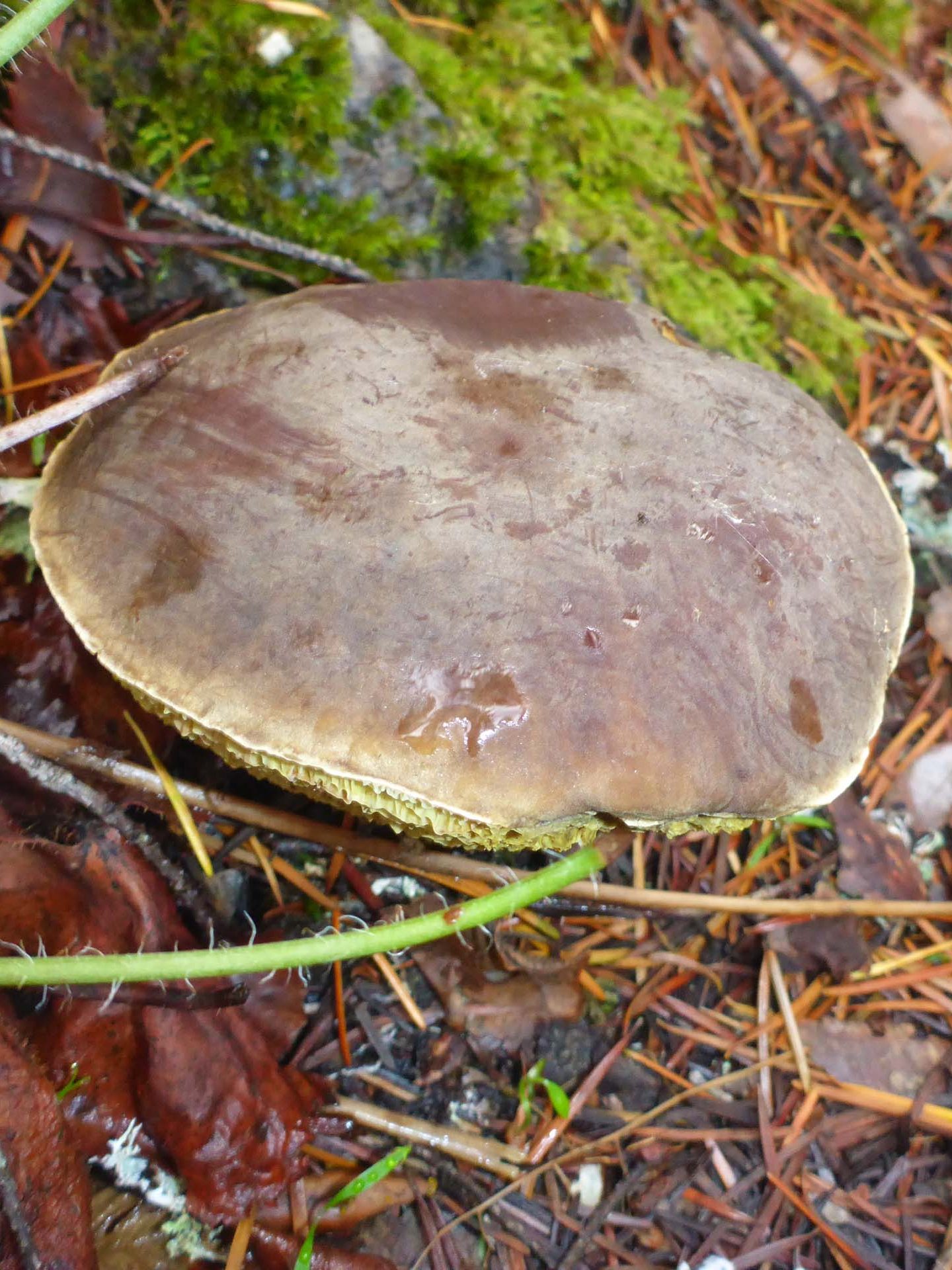 Zeller's bolete. D. Burk.