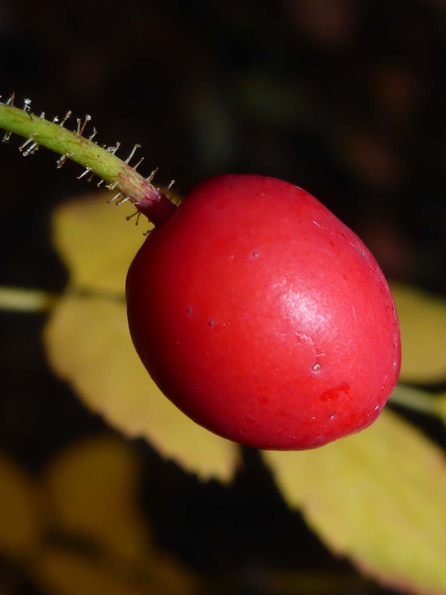 Bald-hip rosehip. D. Burk