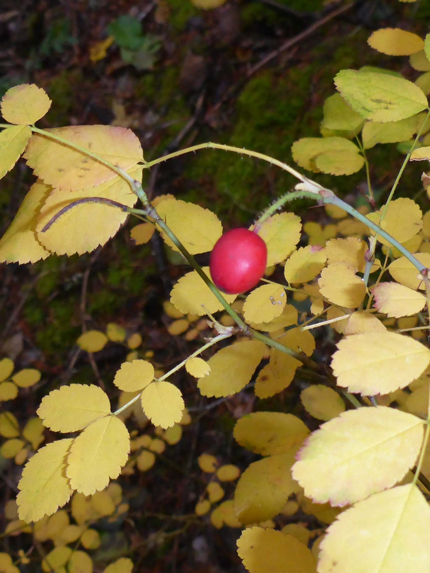 Bald-hip rose with hip. D. Burk.