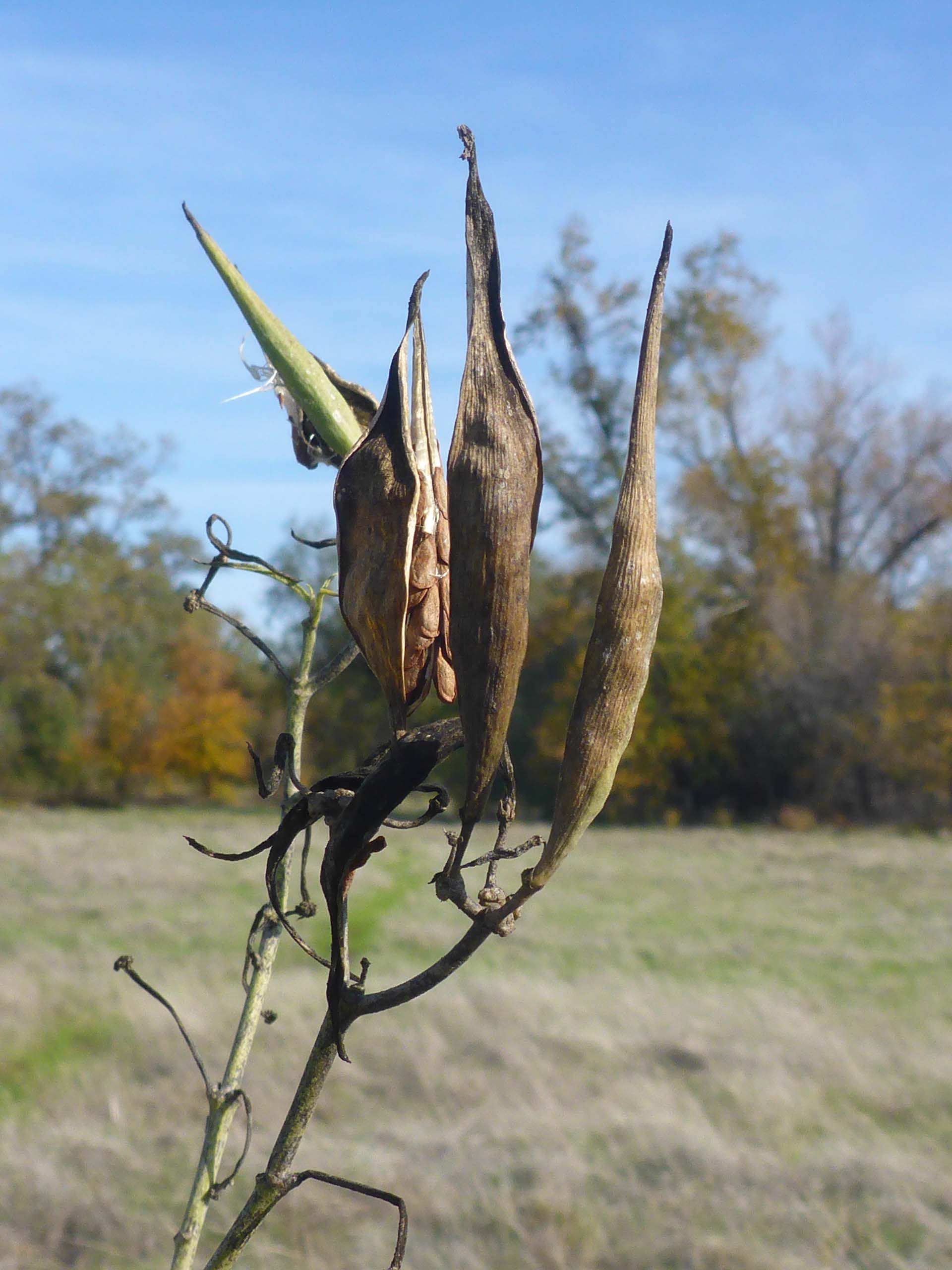 Narrow-leaved milkweed seed pods. D. Burk.