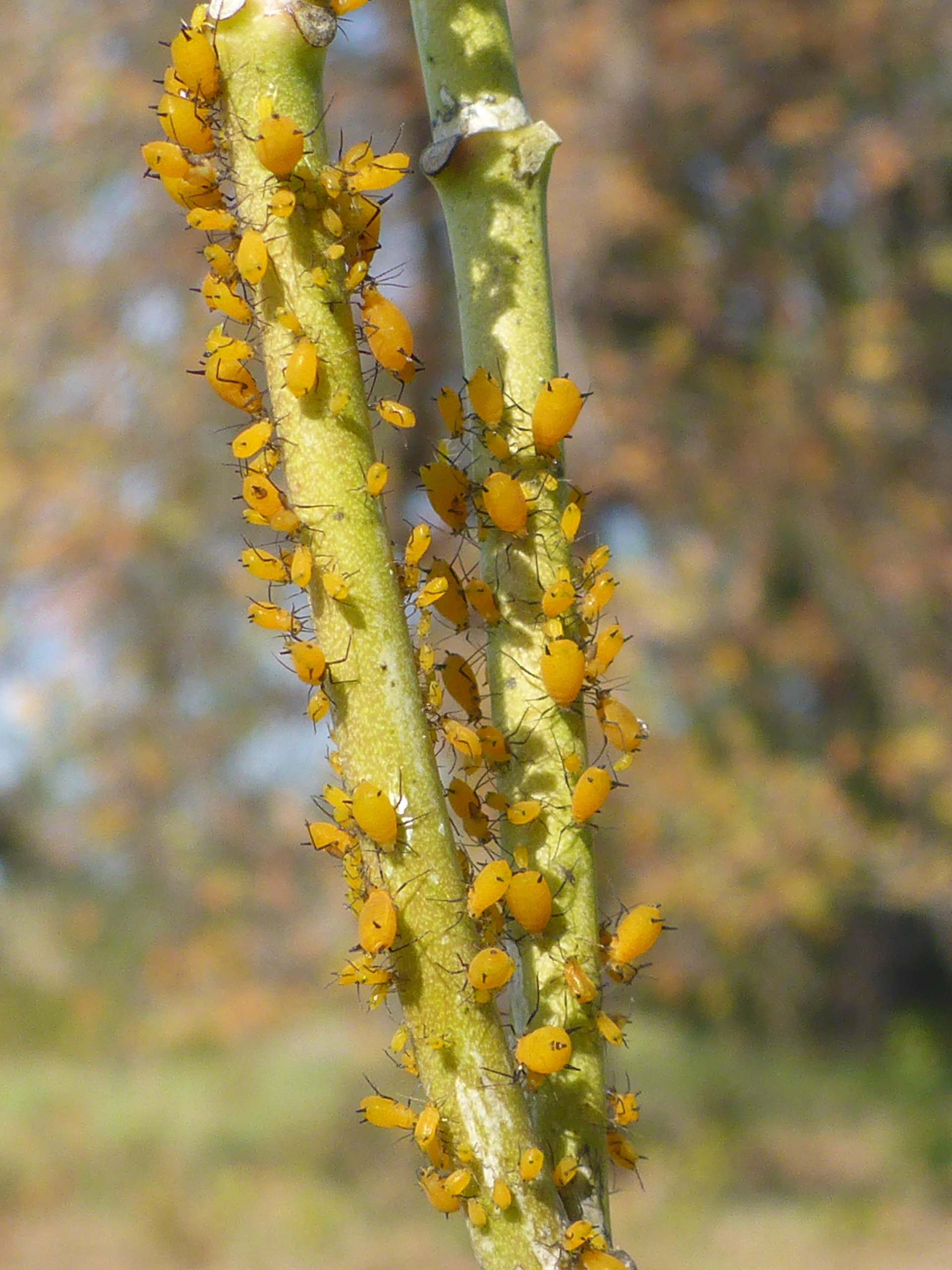 Narrow-leaved milkweed and aphids. D. Burk.