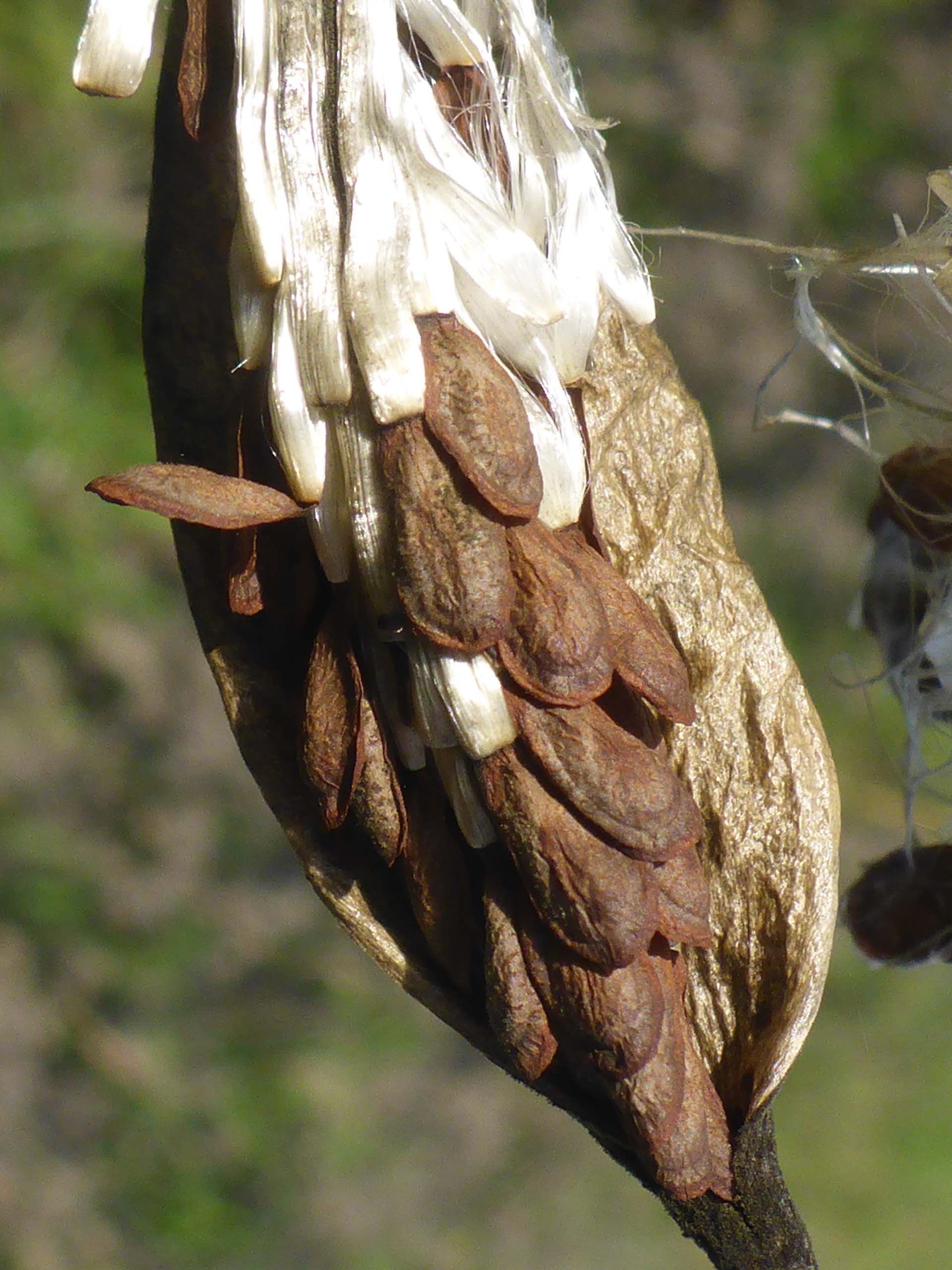 Narrow-leaved milkweed open seed pod. D. Burk.