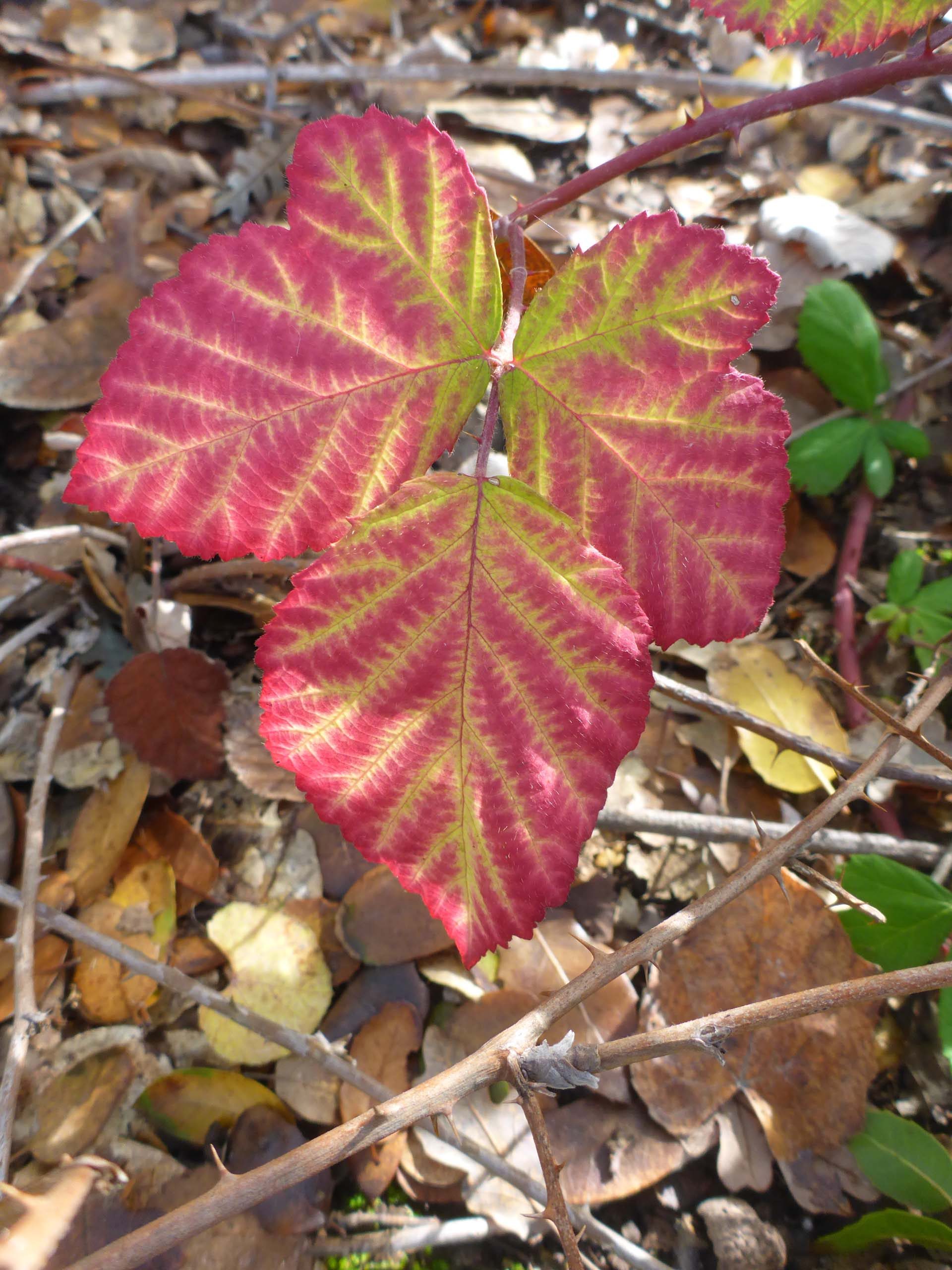 Himalayan blackberry leaf. D. Burk.