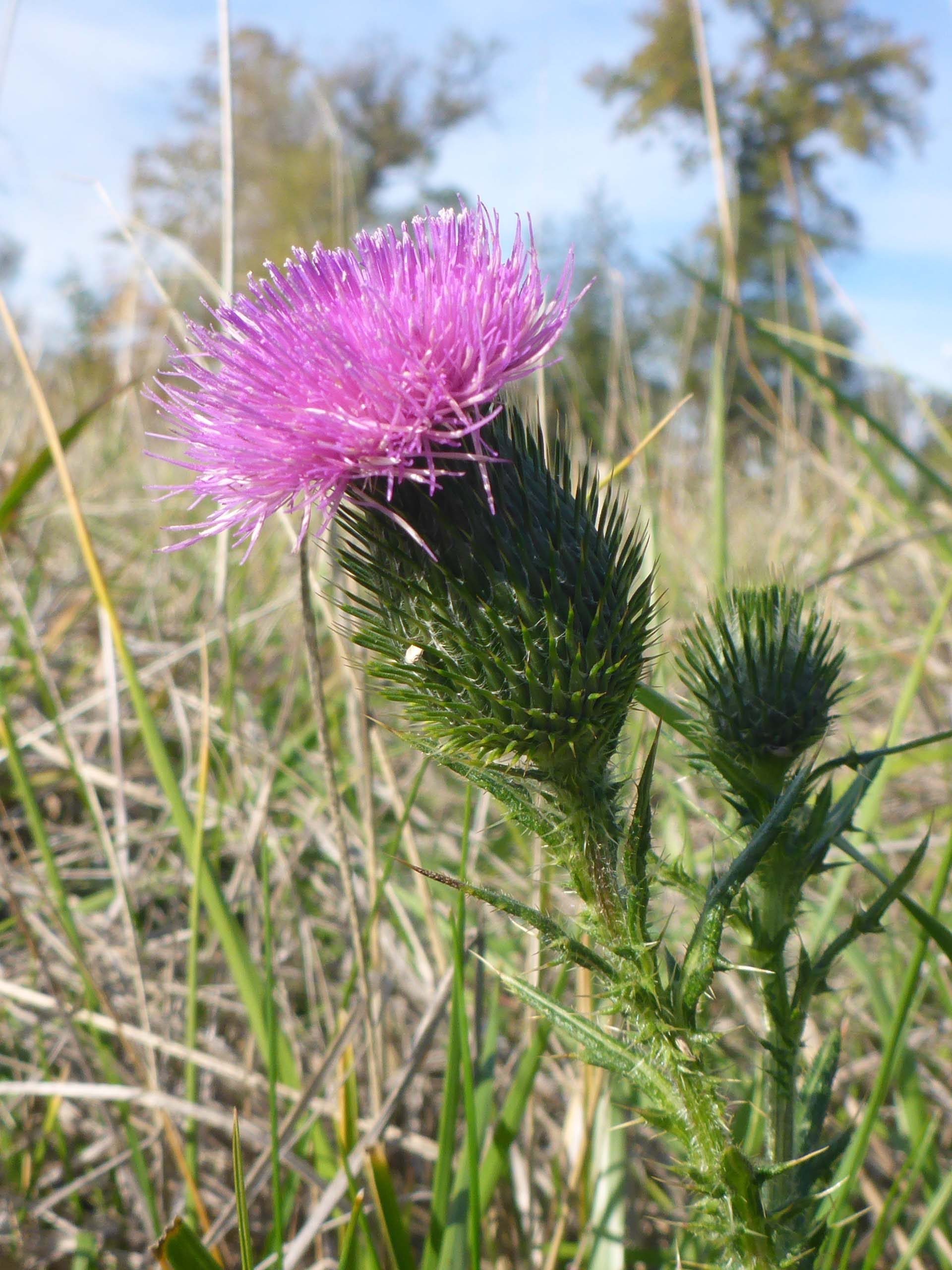 Bull thistle. D. Burk.