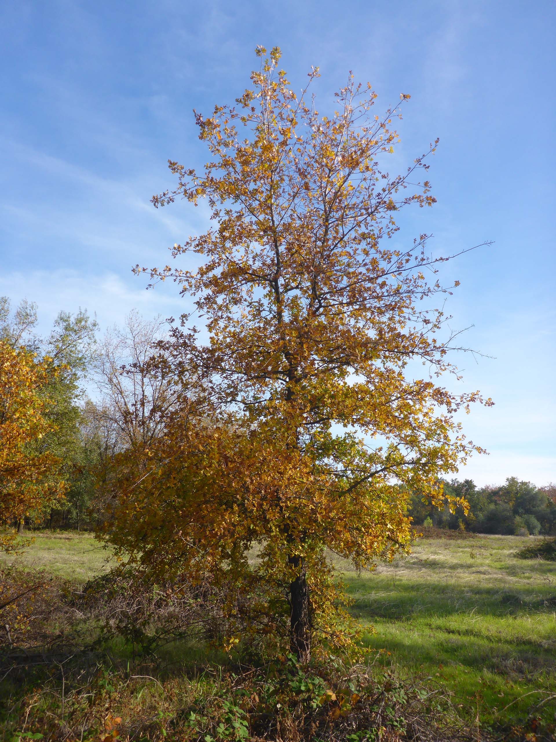 Valley oak. D. Burk.