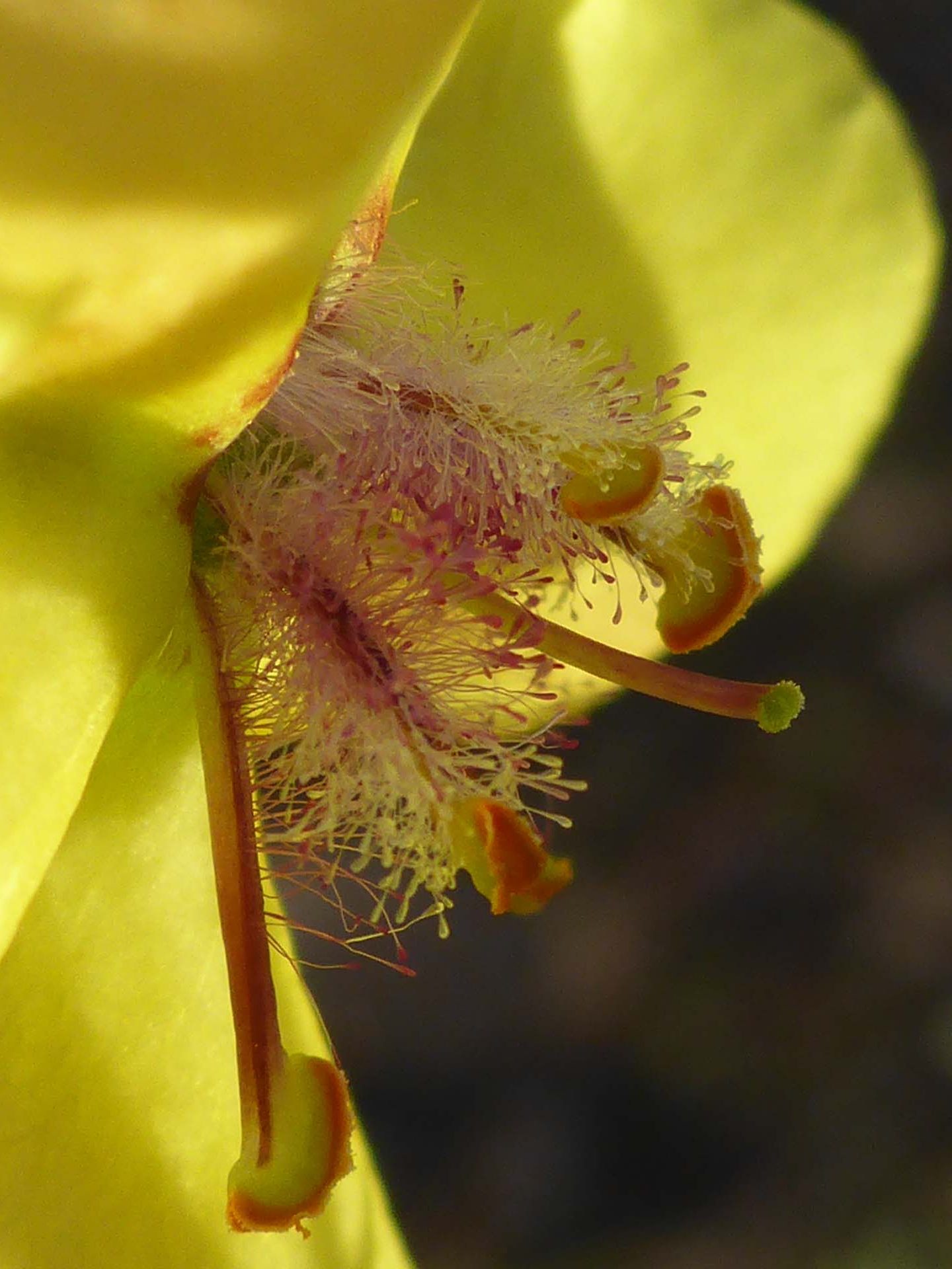 Moth mullein close-up. D. BurK.