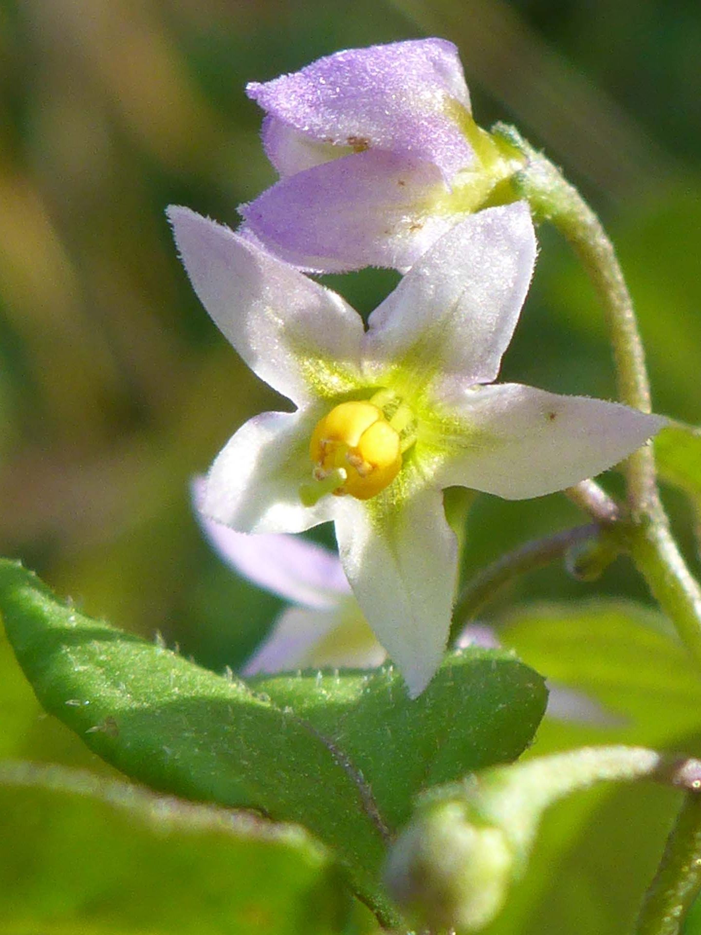 American black nightshade close-up. D. Burk.