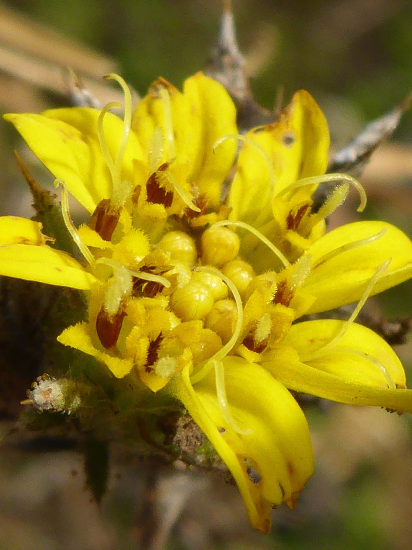 Fitch's spikeweed close-up. D. Burk.