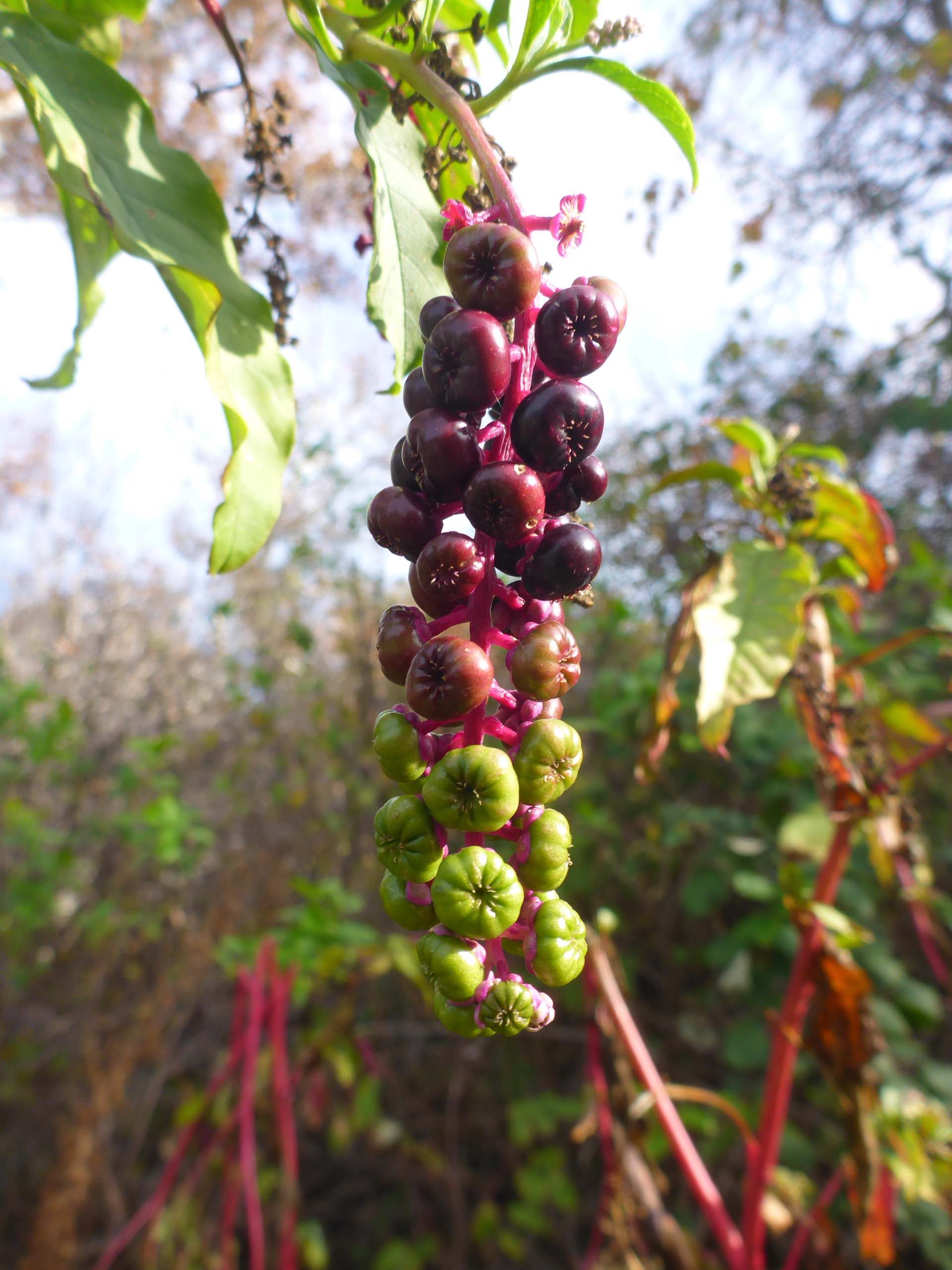 Pokeweed fruit. D. Burk.