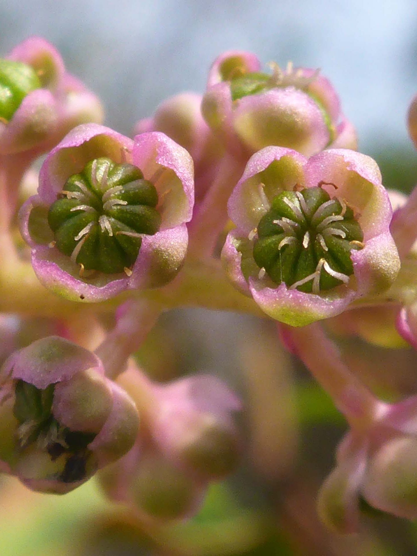 Close-up of Pokeweed flowers. D. Burk.